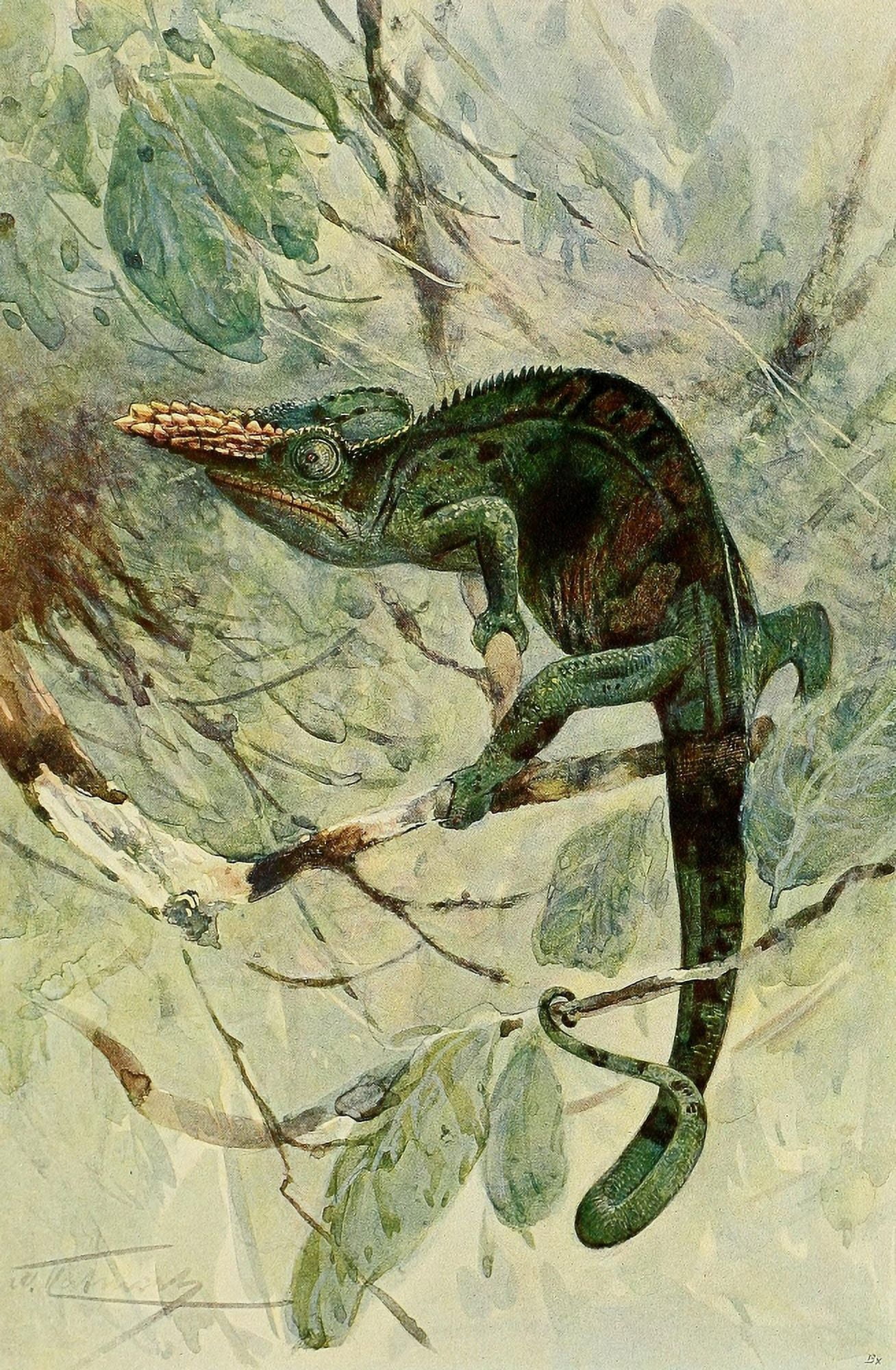 Wild Life of the World 1916 African Chameleon Canvas Art - Friedrich Wilhelm Kuhnert (18 x 24)