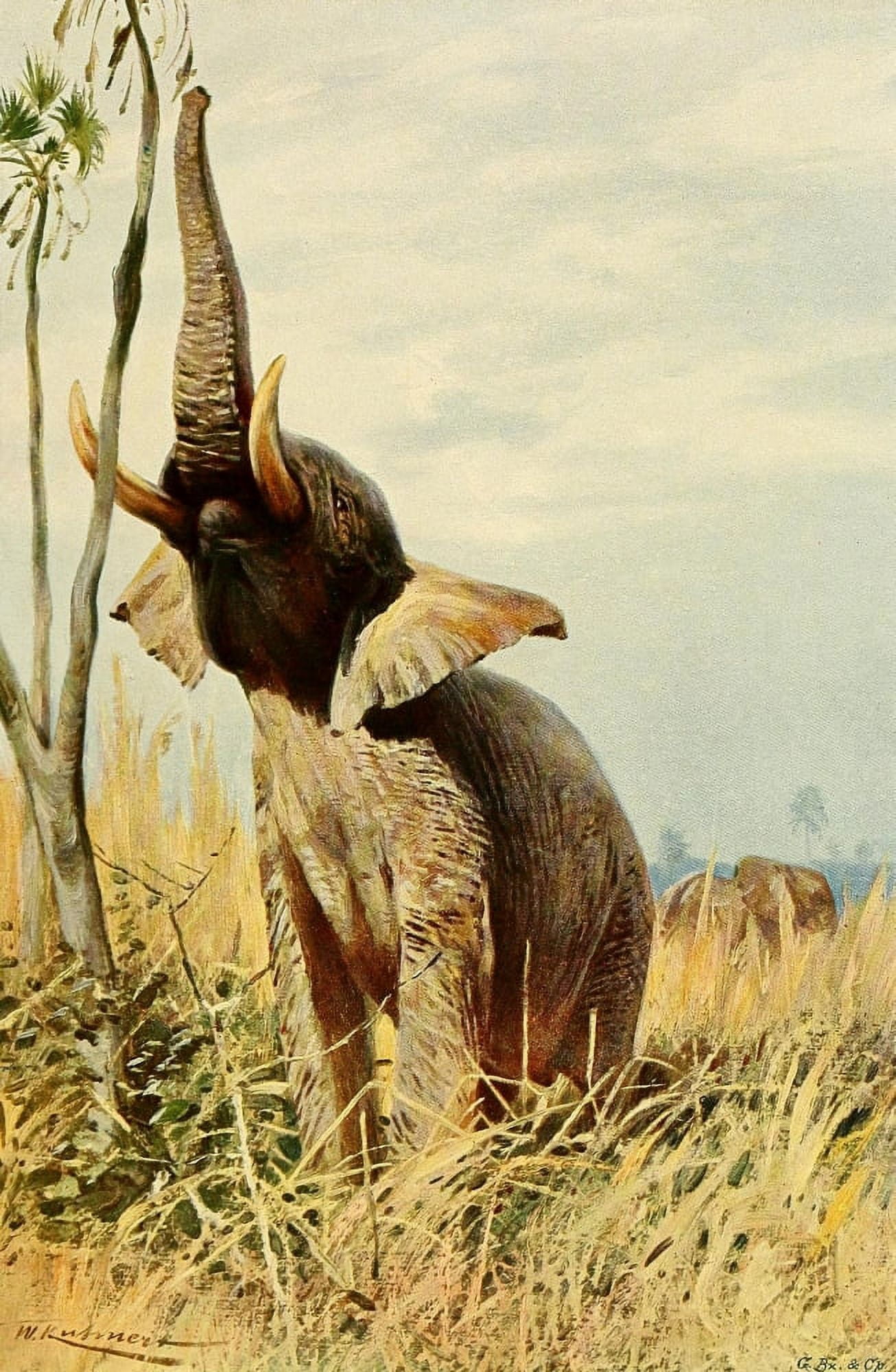Wild Life of the World 1916 African Elephant Canvas Art - Friedrich Wilhelm Kuhnert (18 x 24)