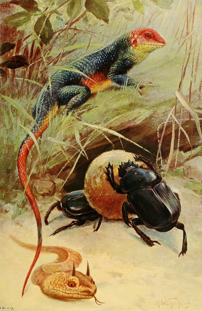 Wild Life of the World 1916 Agama Horned Viper Sacred Beetle Canvas Art - FW Kuhnert (18 x 24)