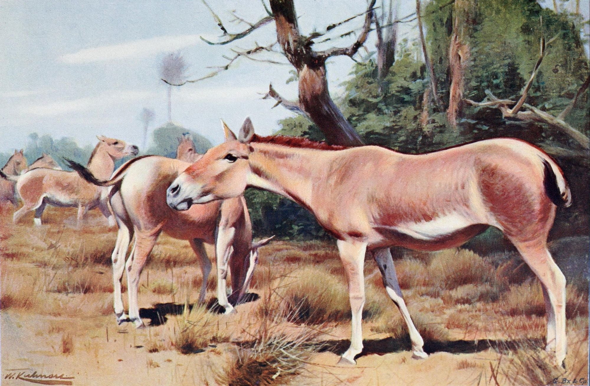 Wild Life of the World 1916 Asiatic Wild Ass Canvas Art - FW Kuhnert (18 x 24)
