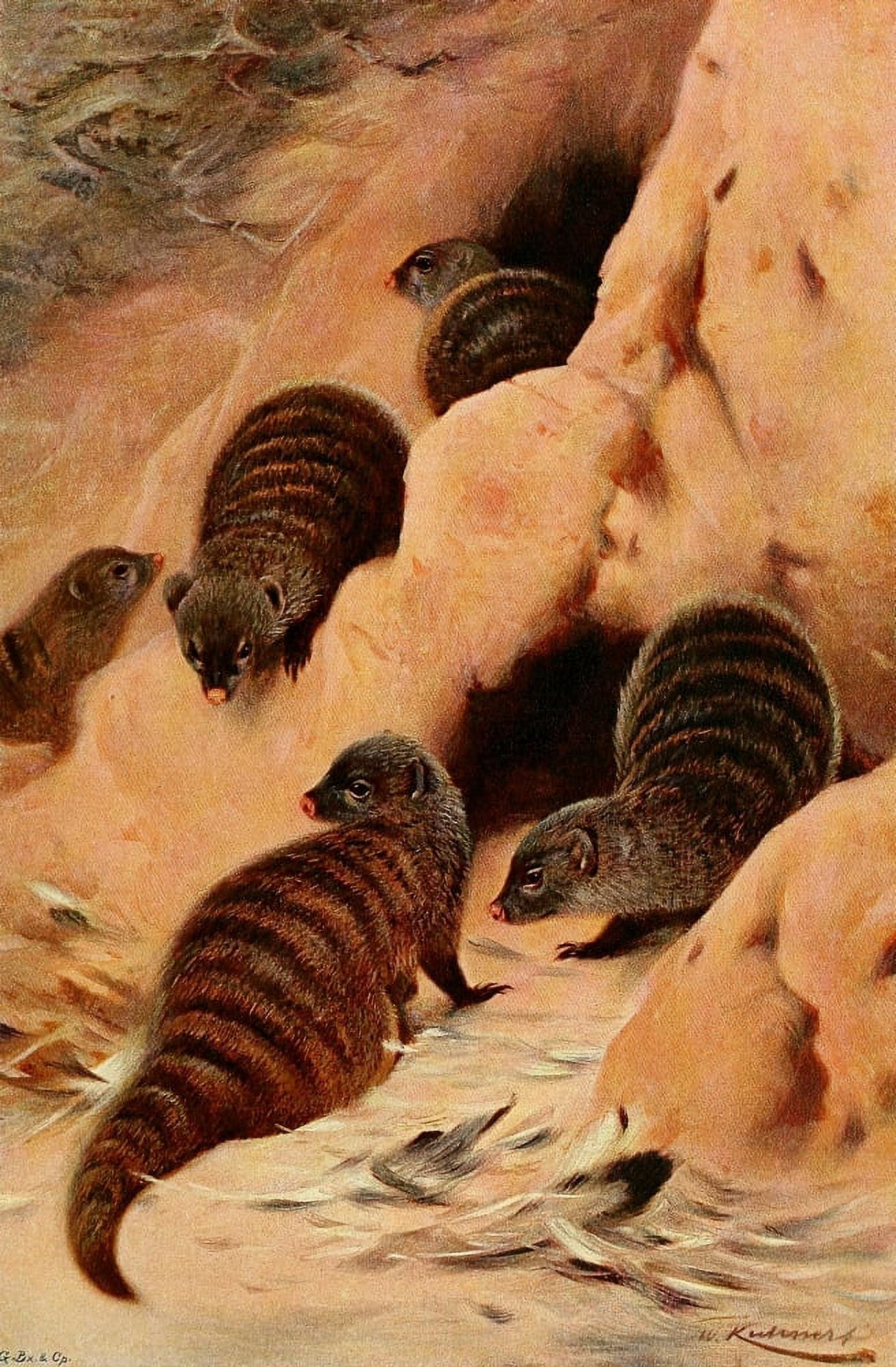 Wild Life of the World 1916 Banded Mongoose Canvas Art - FW Kuhnert (18 x 24)