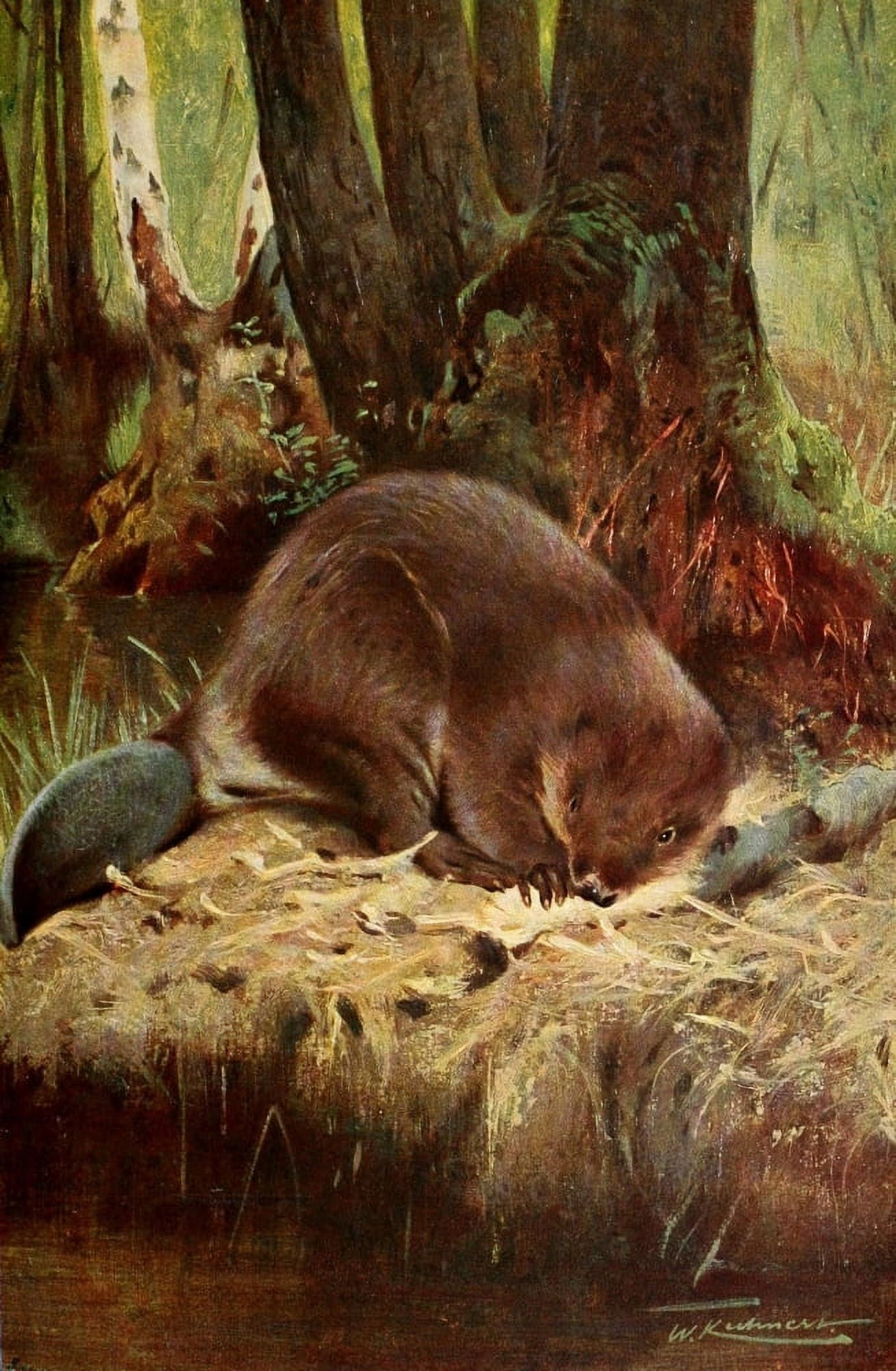 Wild Life of the World 1916 Beaver Canvas Art - FW Kuhnert (18 x 24)