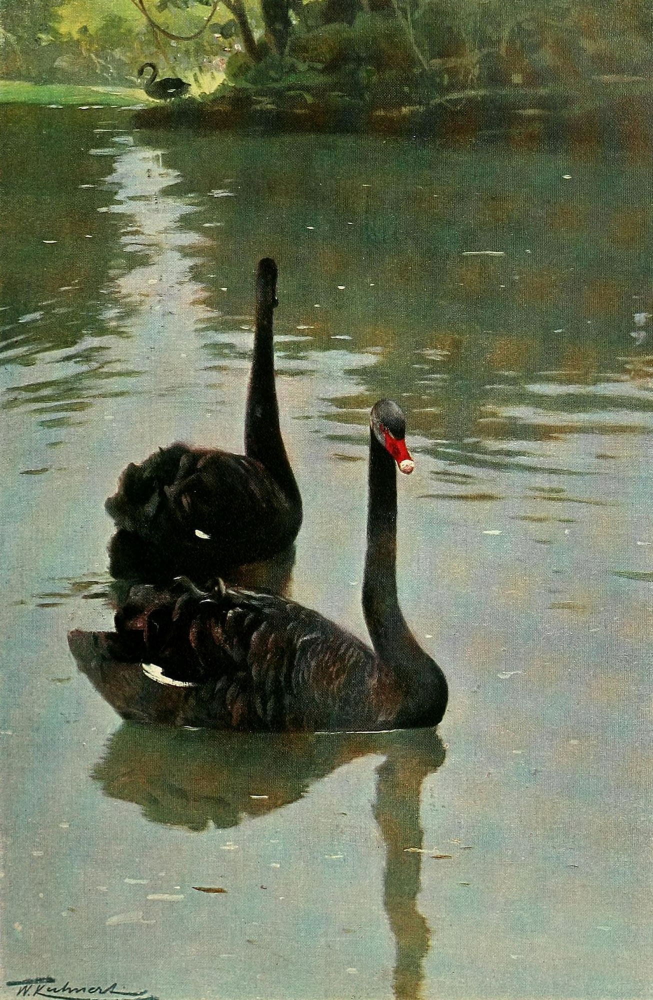 Wild Life of the World 1916 Black Swan Canvas Art - FW Kuhnert (18 x 24)