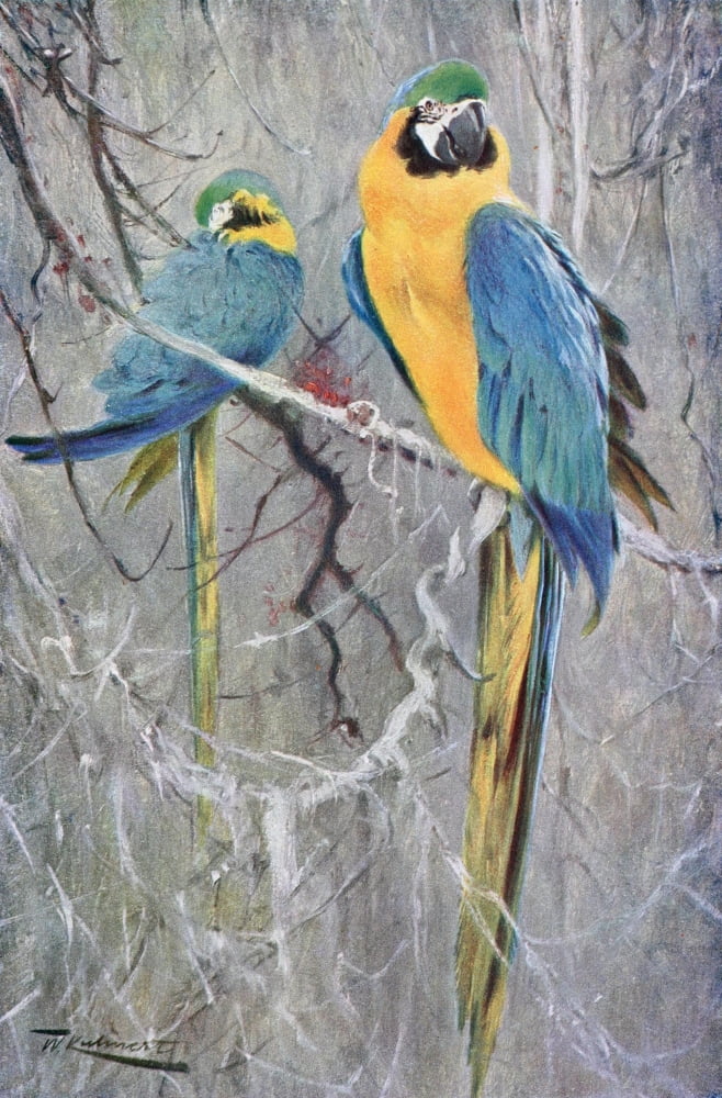 Wild Life of the World 1916 Blue Macaw Canvas Art - FW Kuhnert (18 x 24)