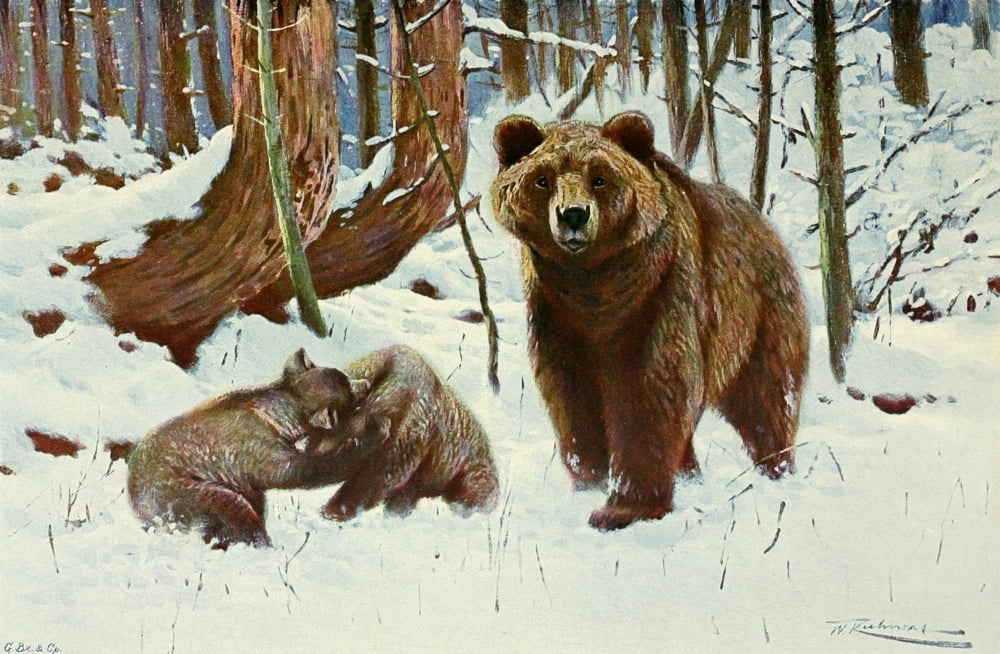 Wild Life of the World 1916 Brown bears Canvas Art - Friedrich Wilhelm Kuhnert (18 x 24)