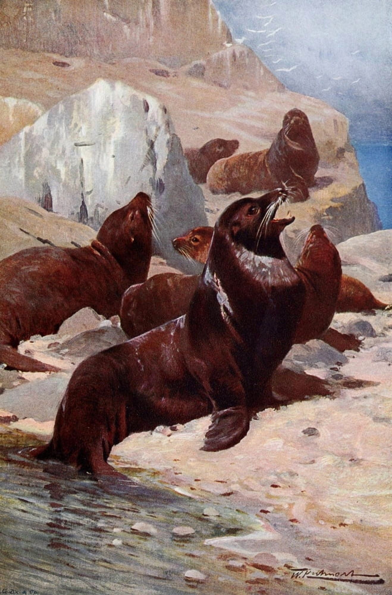 Wild Life of the World 1916 Californian Sea-Lion Canvas Art - FW Kuhnert (18 x 24)