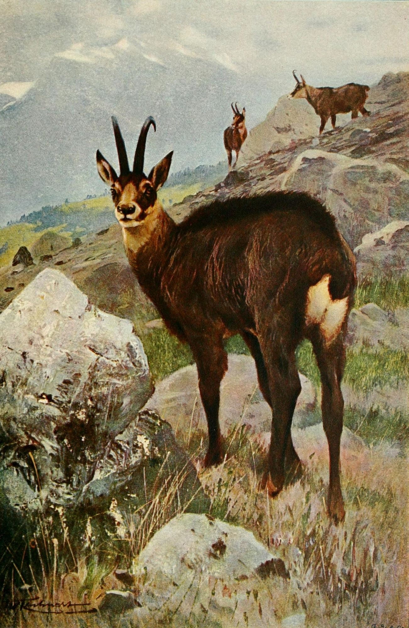 Wild Life of the World 1916 Chamois Canvas Art - FW Kuhnert (18 x 24)