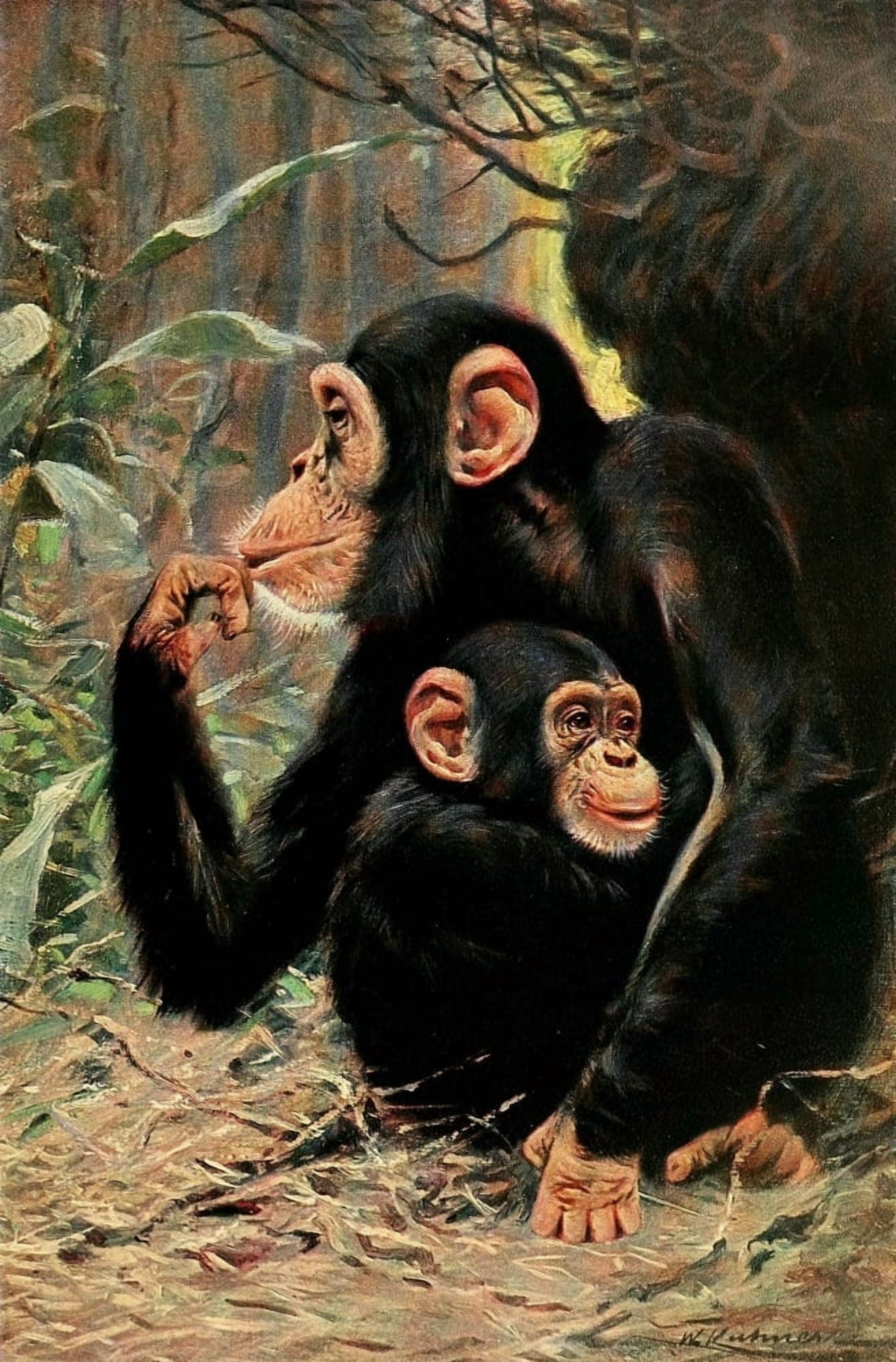 Wild Life of the World 1916 Chimpanzee Canvas Art - FW Kuhnert (18 x 24)