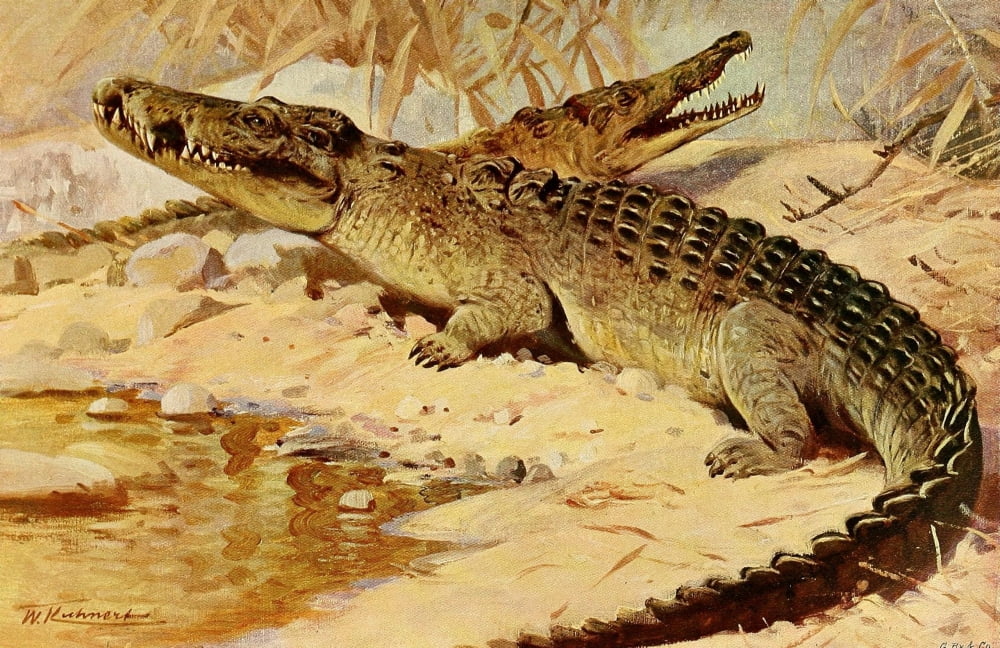 Wild Life of the World 1916 Crocodile Canvas Art - FW Kuhnert (18 x 24)