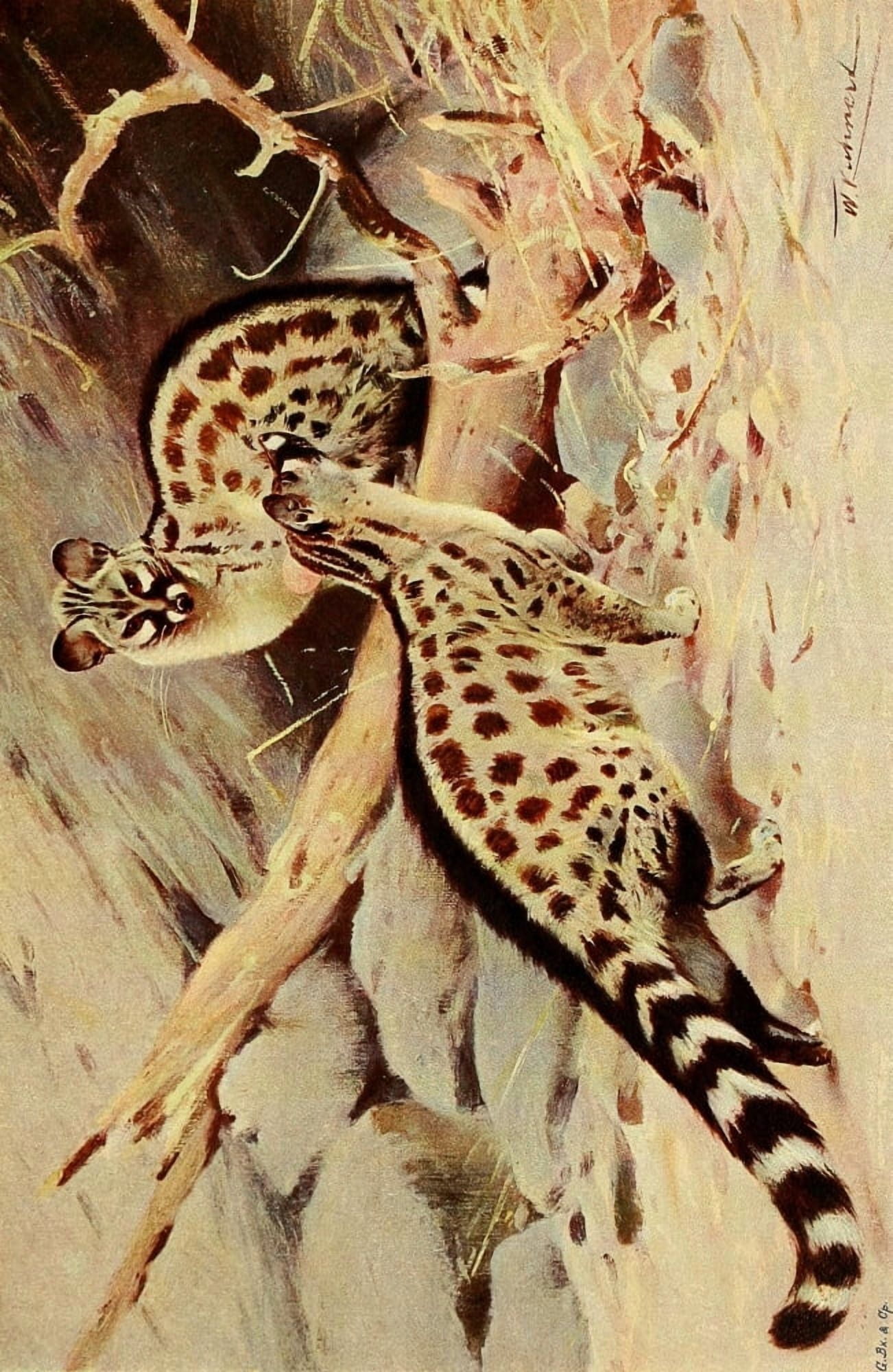 Wild Life of the World 1916 Dongola Genet Canvas Art - Friedrich Wilhelm Kuhnert (18 x 24)
