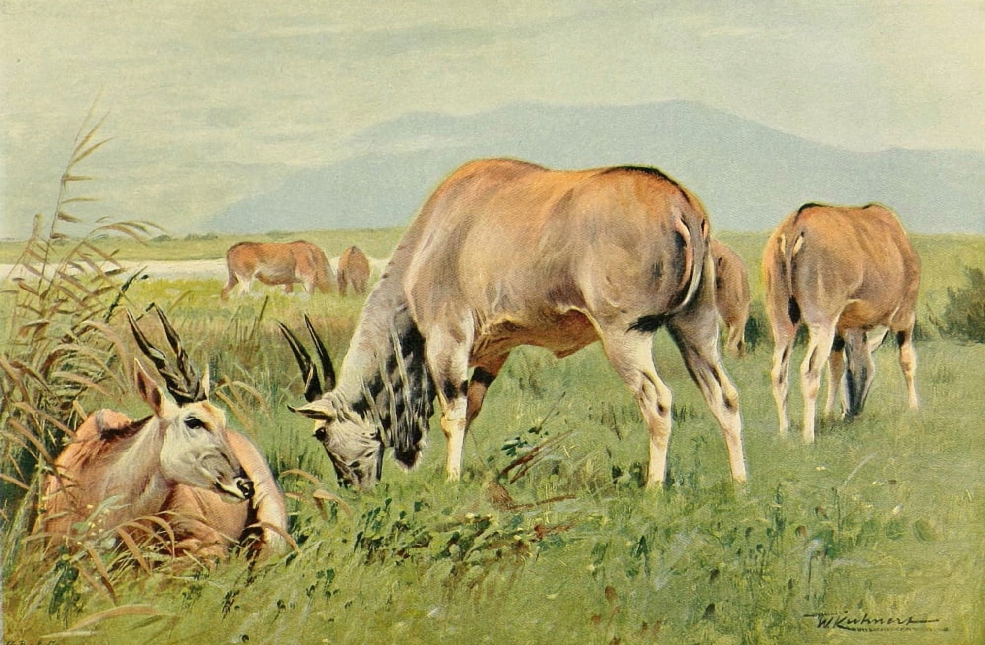 Wild Life of the World 1916 Eland Canvas Art - FW Kuhnert (18 x 24)