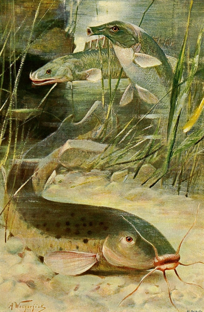 Wild Life of the World 1916 Electric Catfish Bichir Trunkfish Canvas Art - FW Kuhnert (18 x 24)