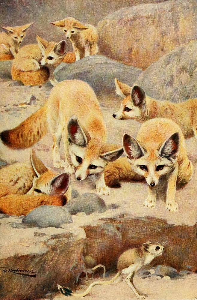Wild Life of the World 1916 Fennec & Jerboa Canvas Art - FW Kuhnert (18 x 24)