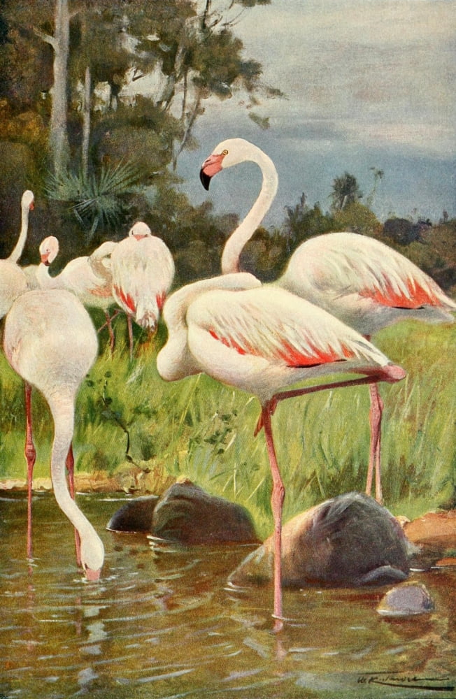 Wild Life of the World 1916 Flamingo Canvas Art - FW Kuhnert (18 x 24)