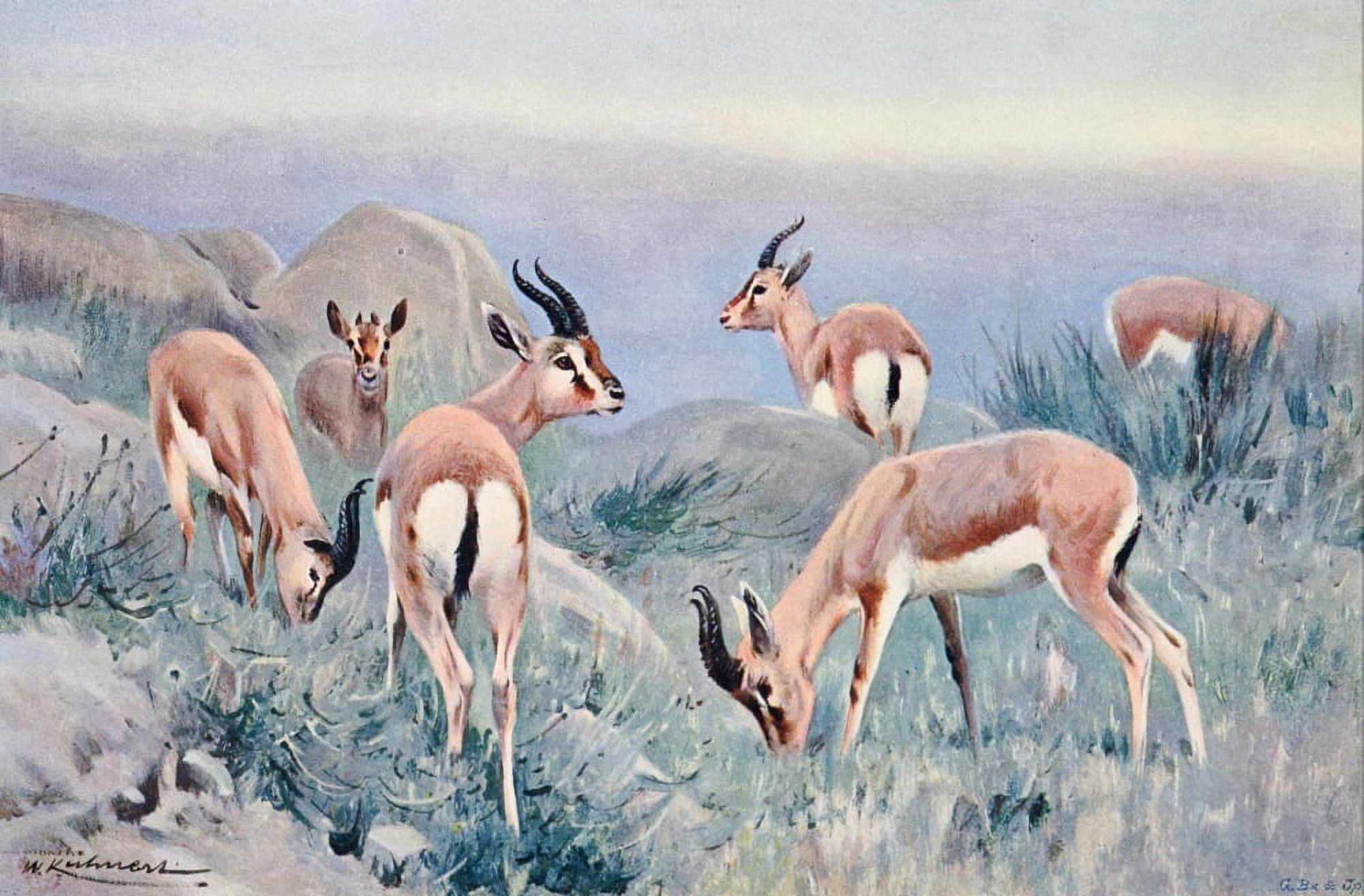 Wild Life of the World 1916 Gazelle Canvas Art - FW Kuhnert (18 x 24)