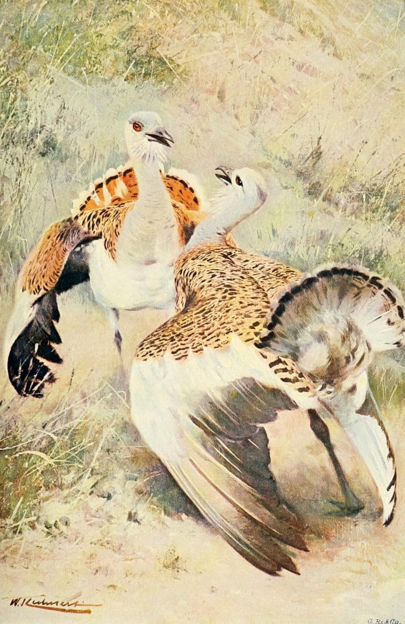 Wild Life of the World 1916 Great Bustard Canvas Art - FW Kuhnert (18 x 24)