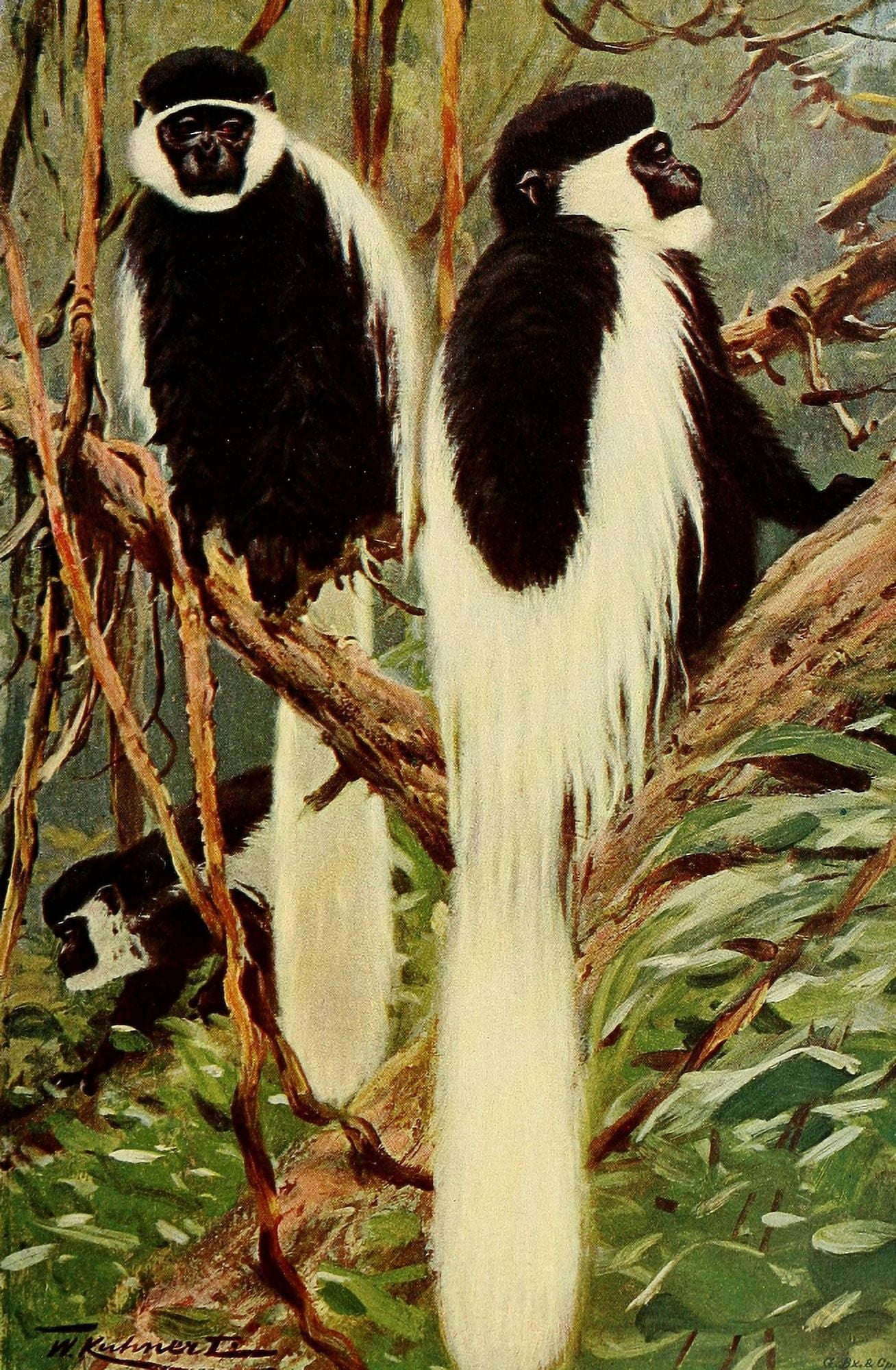 Wild Life of the World 1916 Guereza Canvas Art - FW Kuhnert (18 x 24)