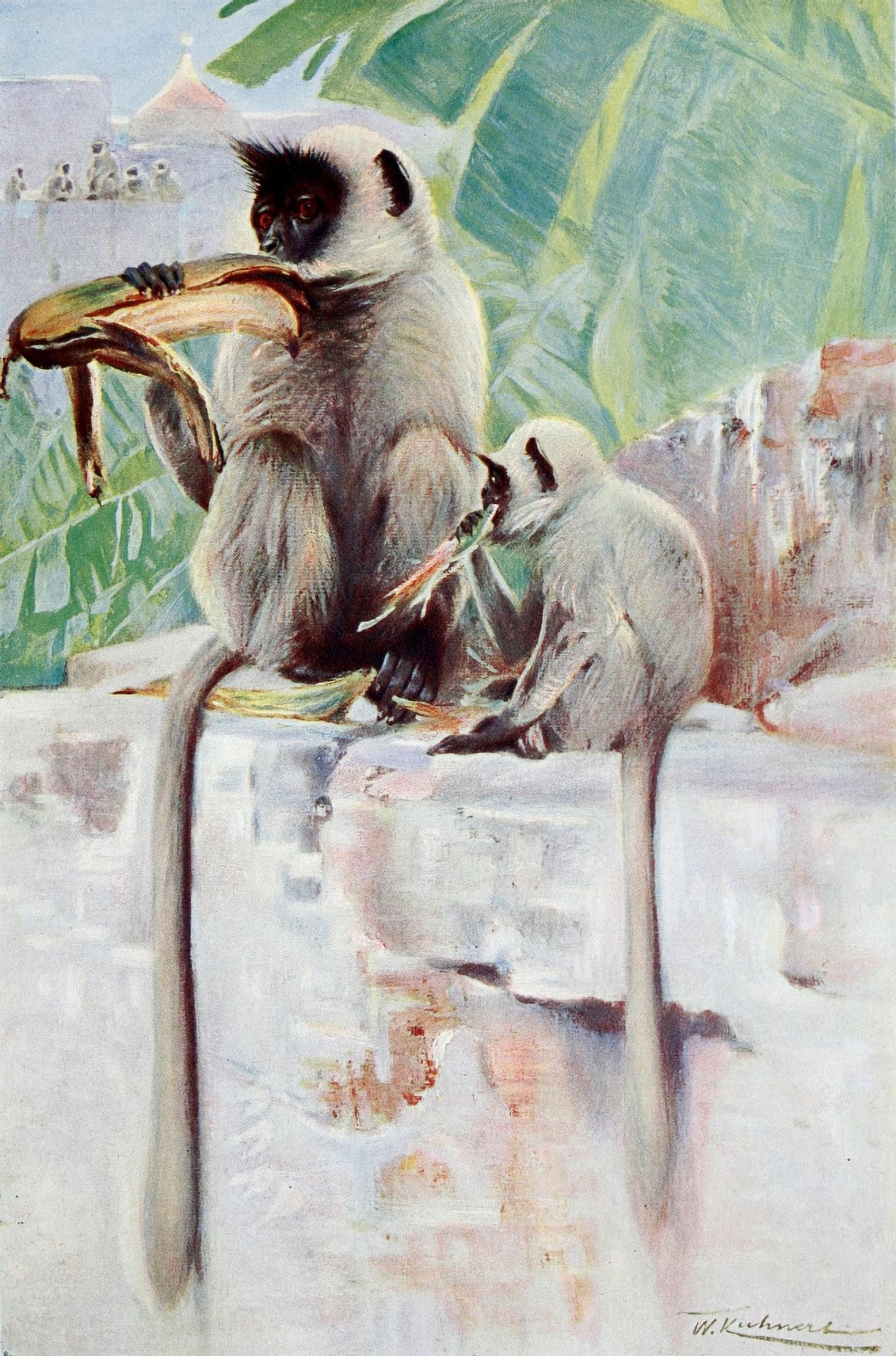 Wild Life of the World 1916 Hanuman Monkey Canvas Art - FW Kuhnert (18 x 24)