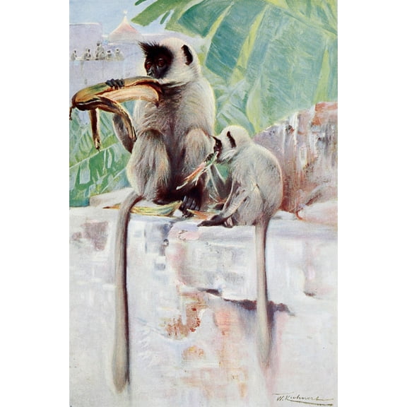 Wild Life of the World 1916 Hanuman Monkey Canvas Art - FW Kuhnert (18 x 24)