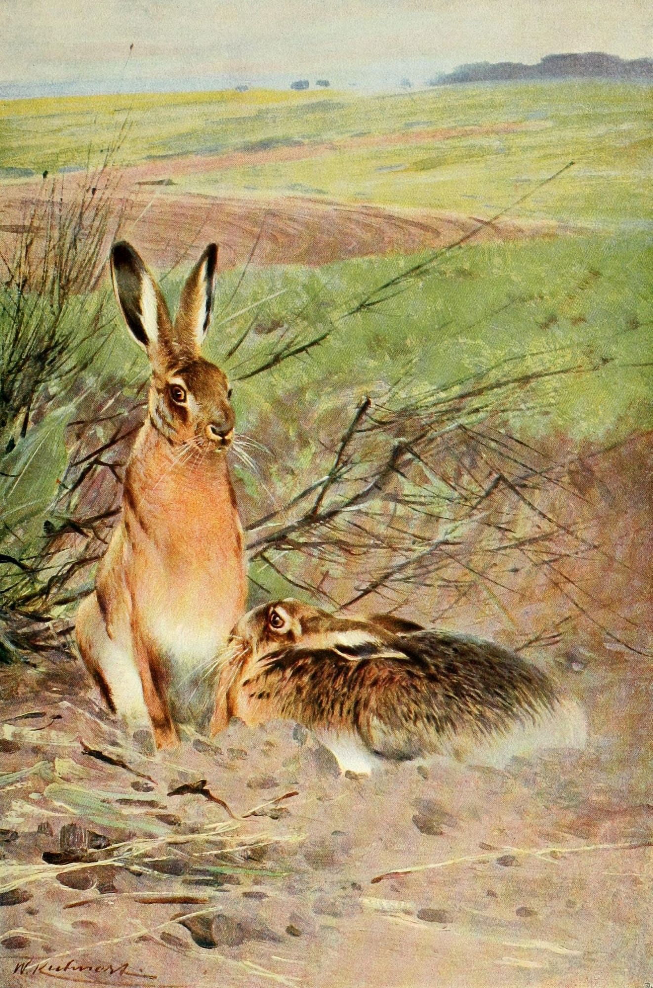Wild Life of the World 1916 Hare Canvas Art - FW Kuhnert (18 x 24)