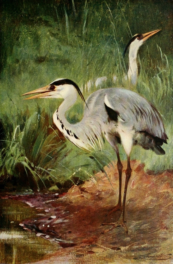 Wild Life of the World 1916 Heron Canvas Art - FW Kuhnert (18 x 24)