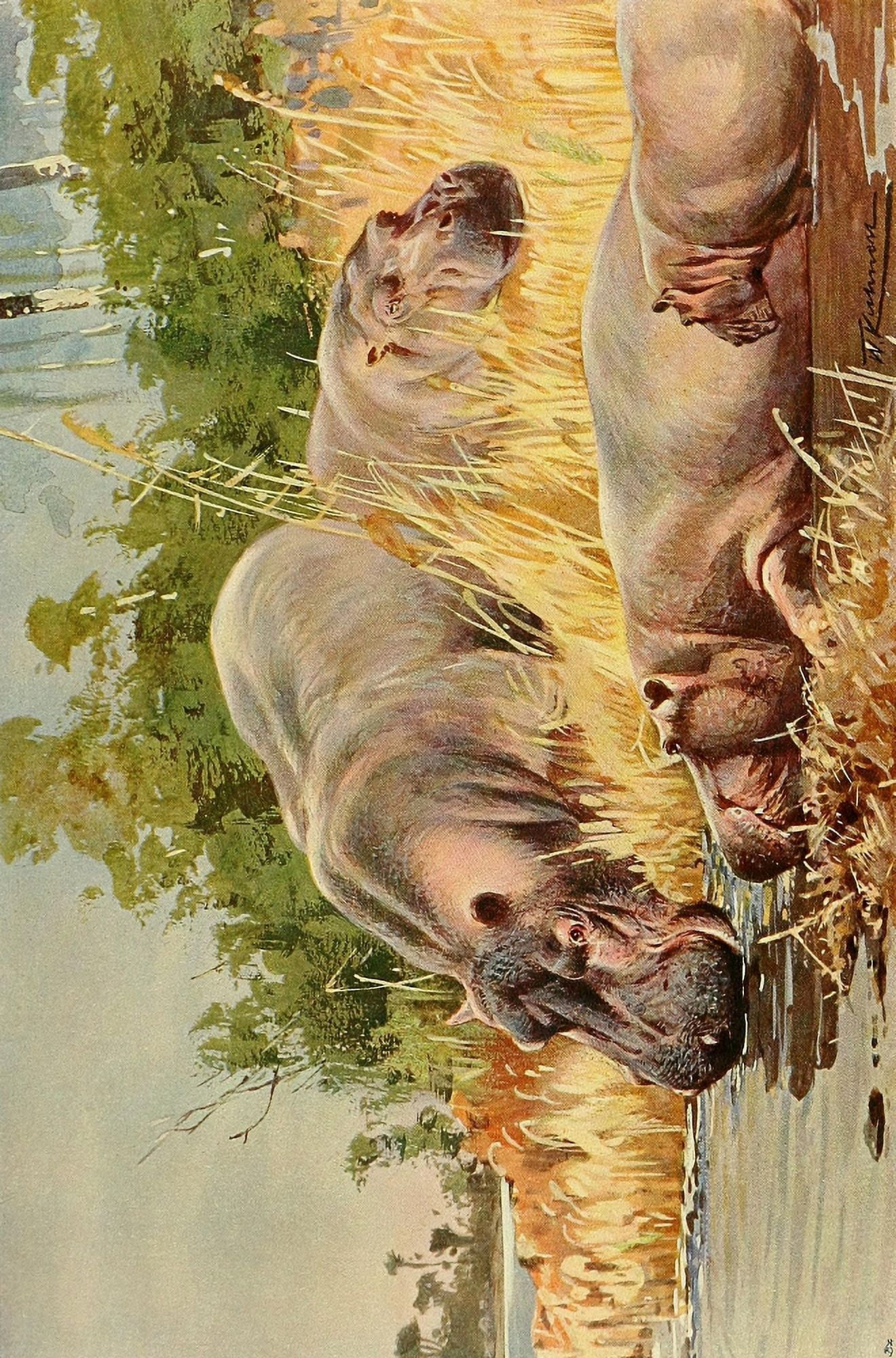 Wild Life of the World 1916 Hippopotamus Canvas Art - Friedrich Wilhelm Kuhnert (18 x 24)