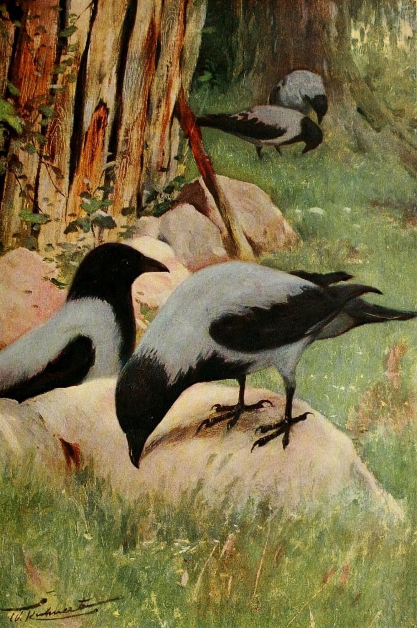 Wild Life of the World 1916 Hooded Crow Canvas Art - FW Kuhnert (18 x 24)