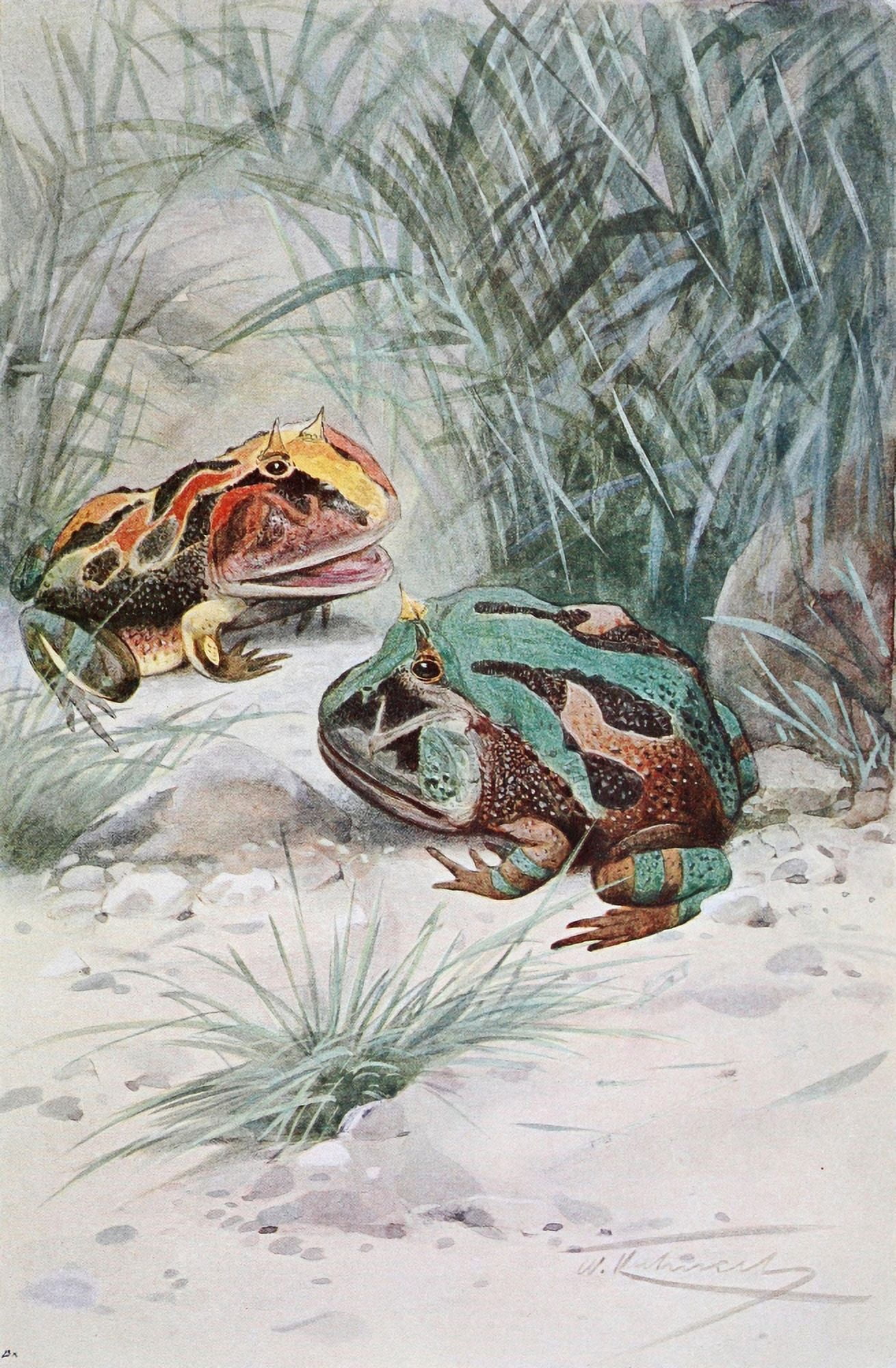 Wild Life of the World 1916 Horned Frog Canvas Art - FW Kuhnert (18 x 24)