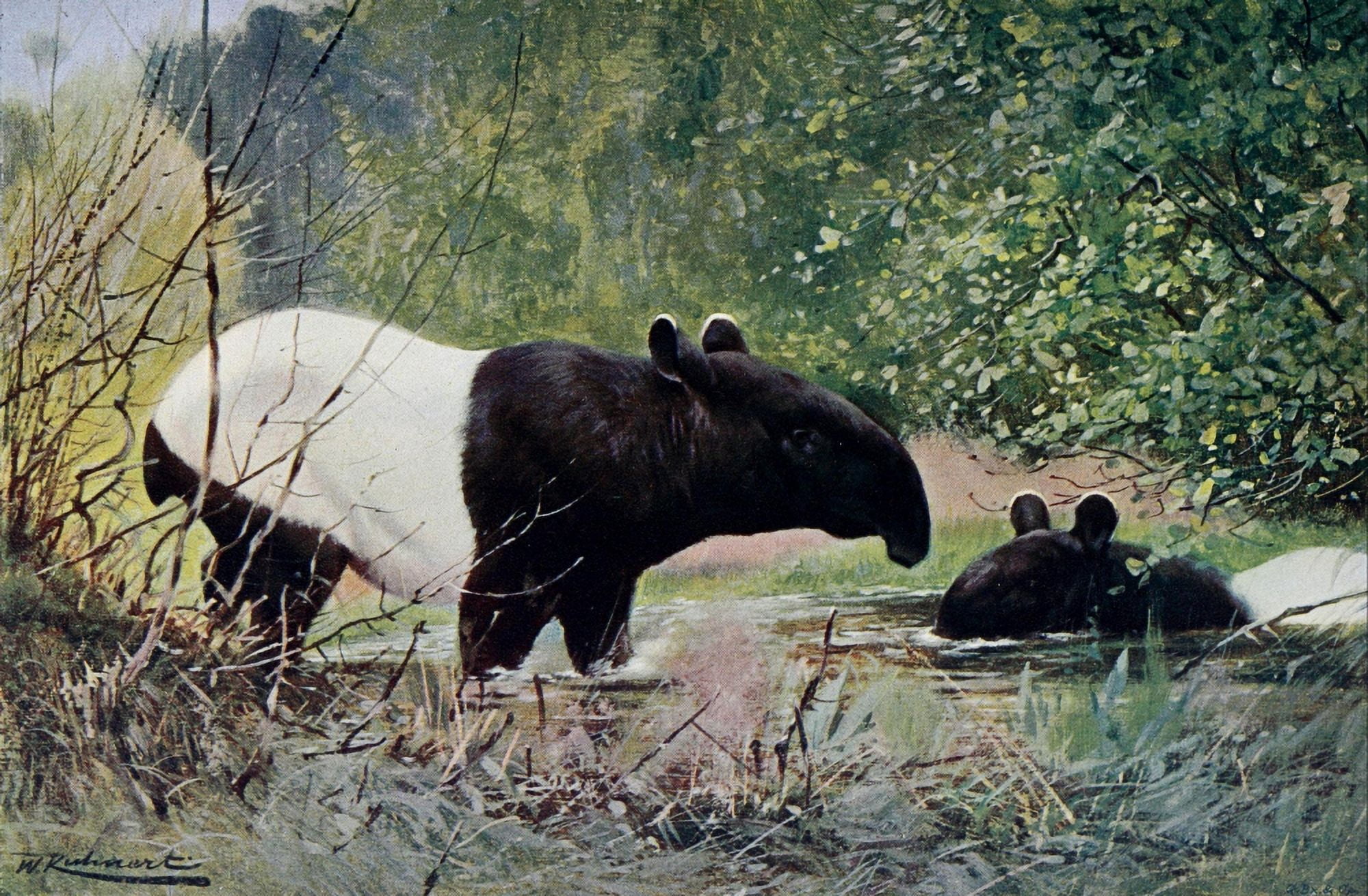 Wild Life of the World 1916 Indian Tapir Canvas Art - FW Kuhnert (18 x 24)