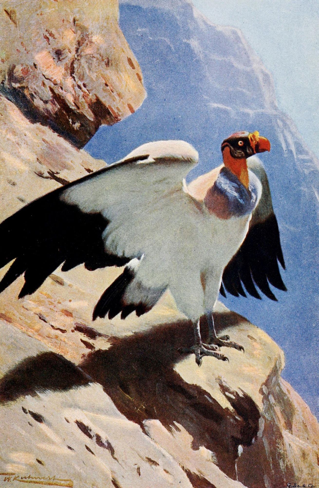 Wild Life of the World 1916 King Vulture Canvas Art - FW Kuhnert (18 x 24)