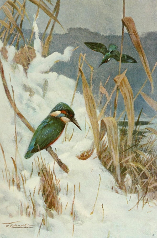 Wild Life of the World 1916 Kingfisher Canvas Art - Friedrich Wilhelm Kuhnert (18 x 24)