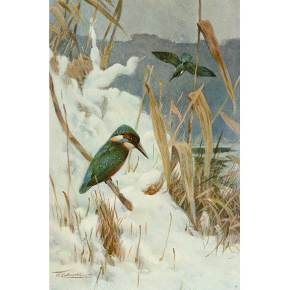 Wild Life of the World 1916 Kingfisher Poster Print by F.W. Kuhnert (24 x 36)