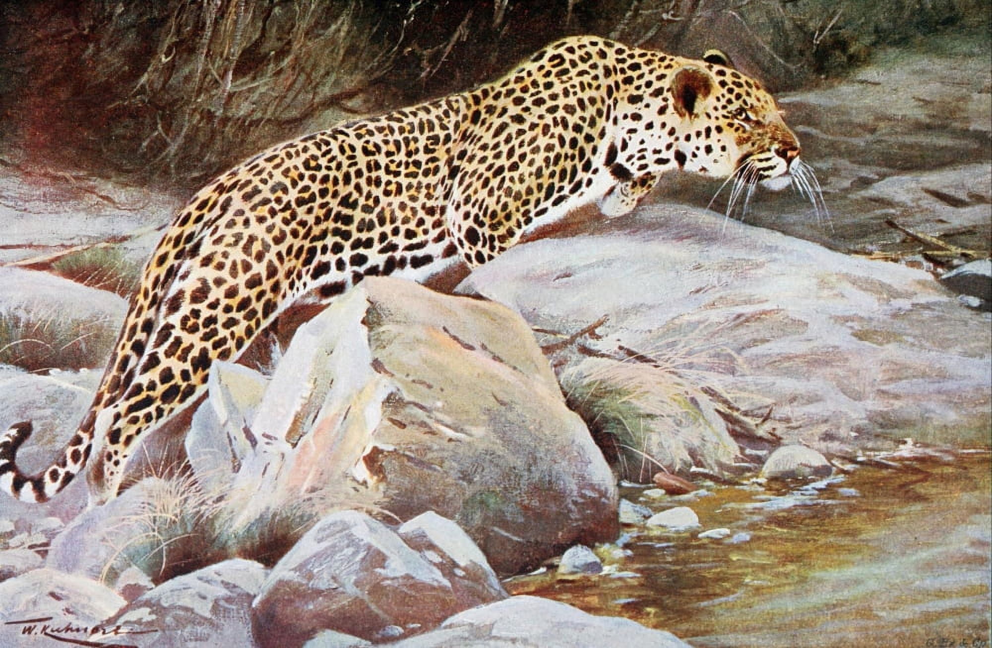Wild Life of the World 1916 Leopard Canvas Art - FW Kuhnert (18 x 24)