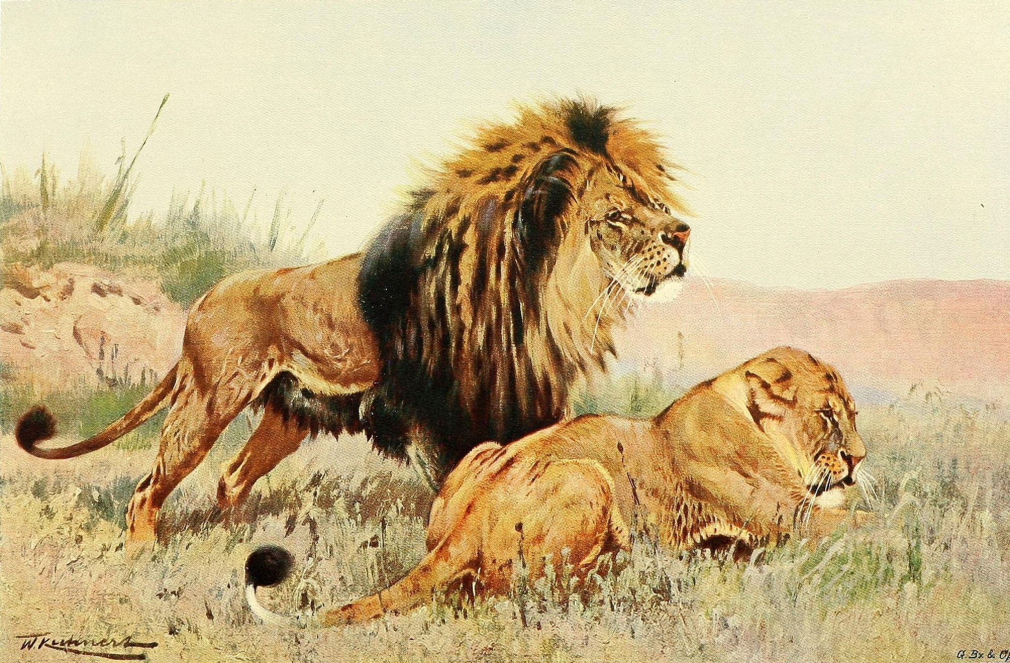 Wild Life of the World 1916 Lions Canvas Art - FW Kuhnert (18 x 24)
