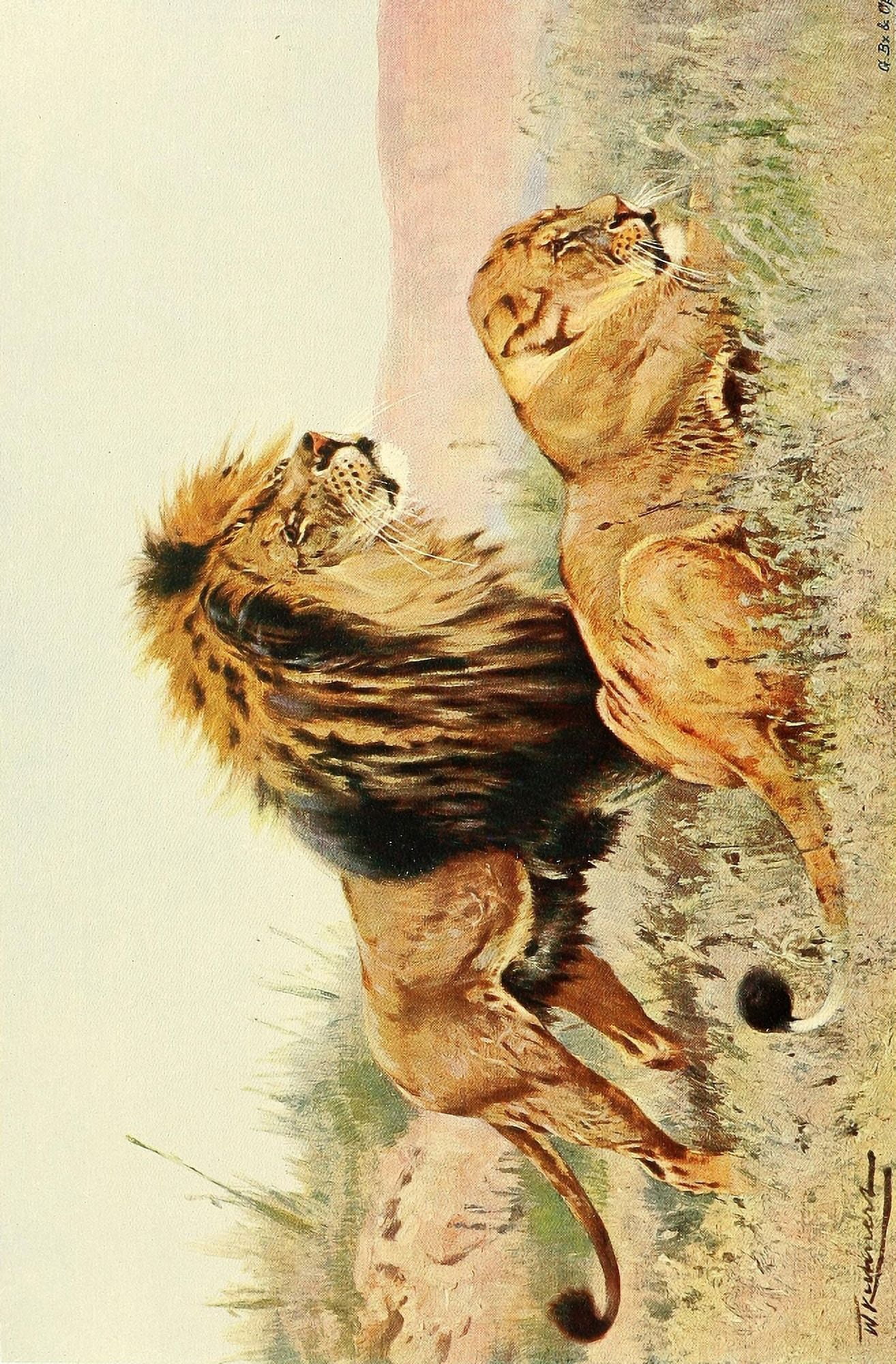 Wild Life of the World 1916 Lions Canvas Art - Friedrich Wilhelm Kuhnert (18 x 24)