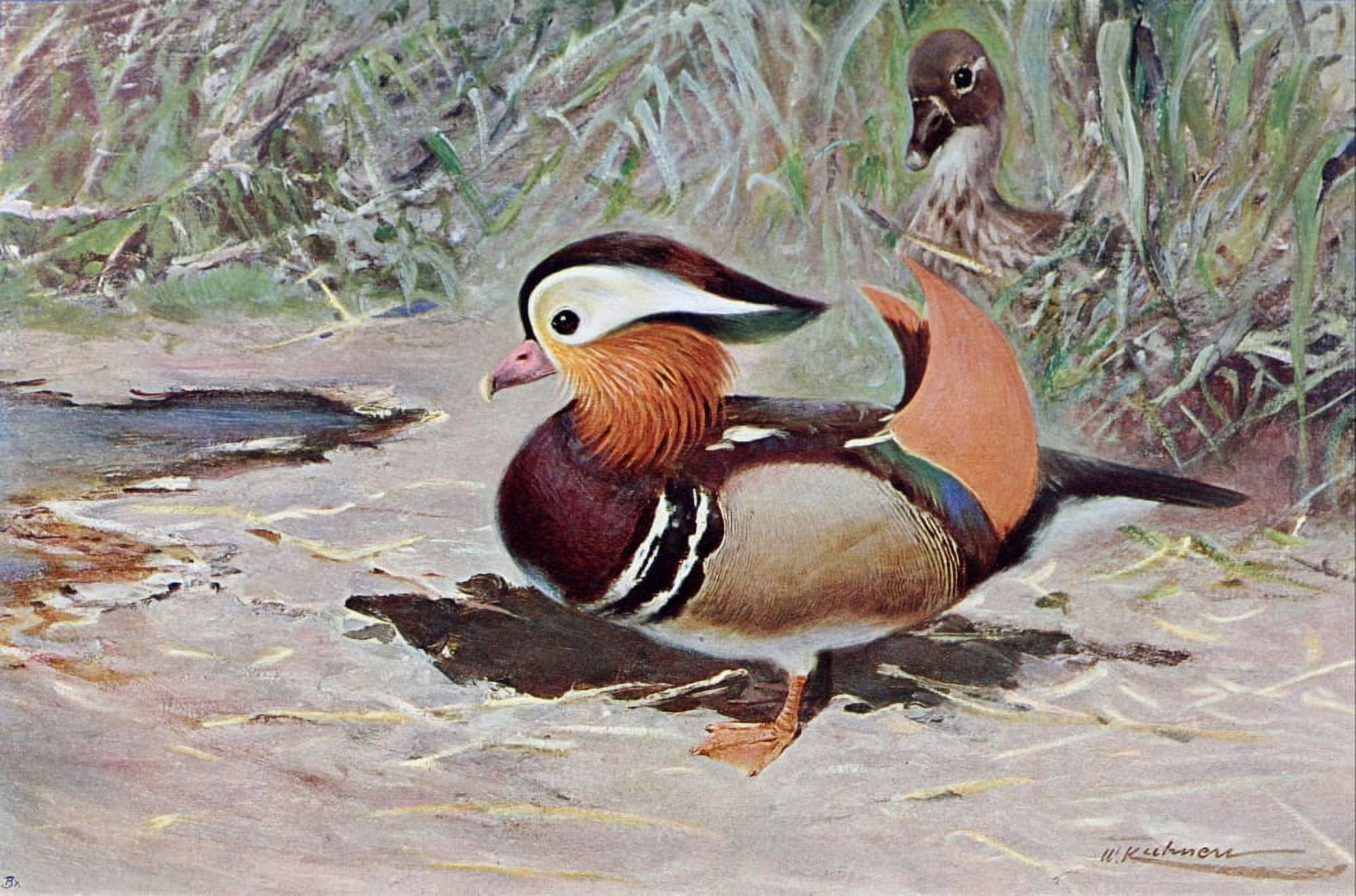 Wild Life of the World 1916 Mandarin Duck Canvas Art - FW Kuhnert (18 x 24)