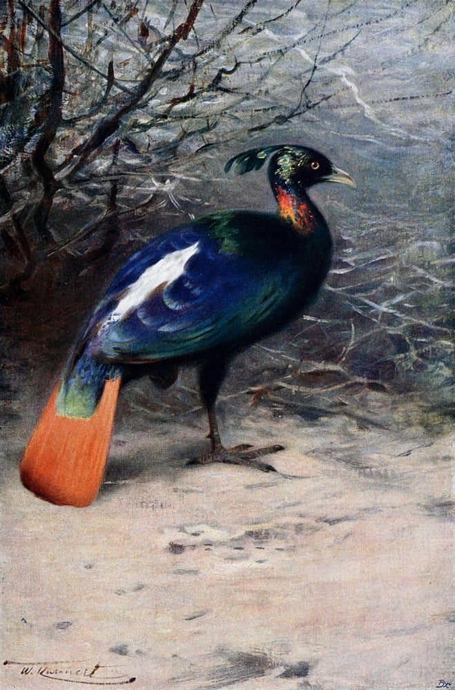 Wild Life of the World 1916 Monal Canvas Art - FW Kuhnert (18 x 24)