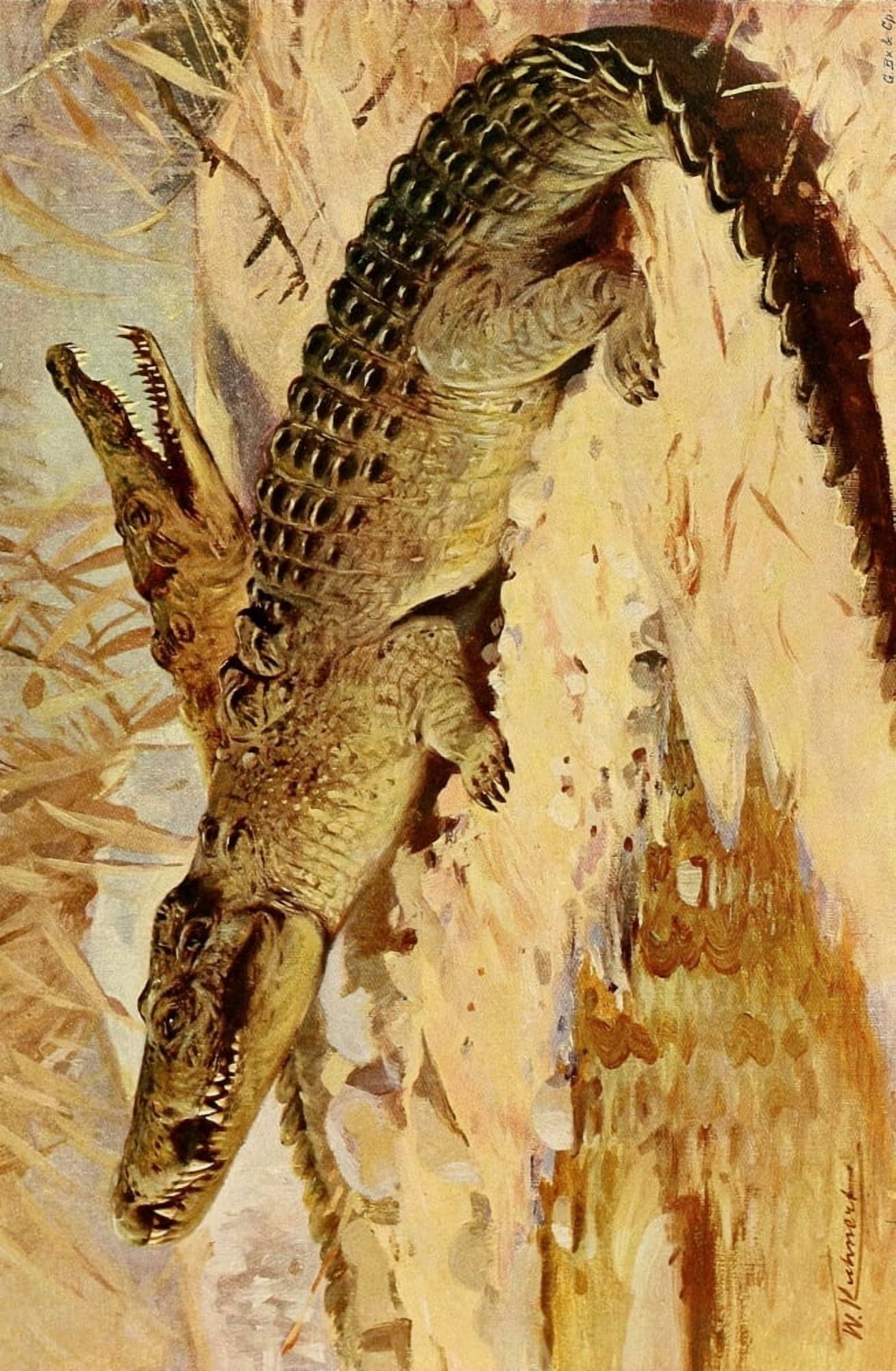 Wild Life of the World 1916 Nile Crocodile Canvas Art - Friedrich Wilhelm Kuhnert (18 x 24)