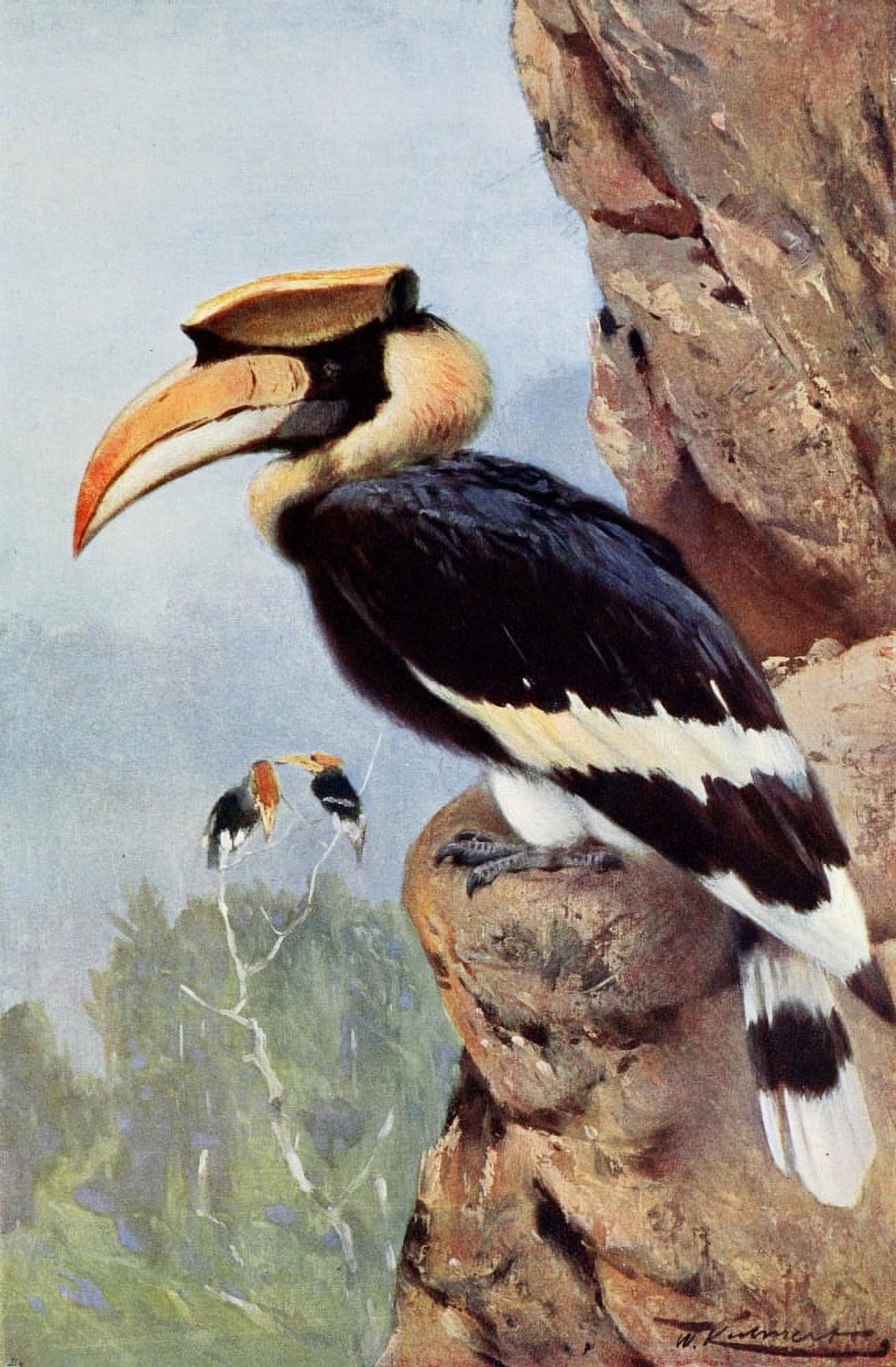 Wild Life of the World 1916 Pied Hornbill Canvas Art - FW Kuhnert (18 x 24)
