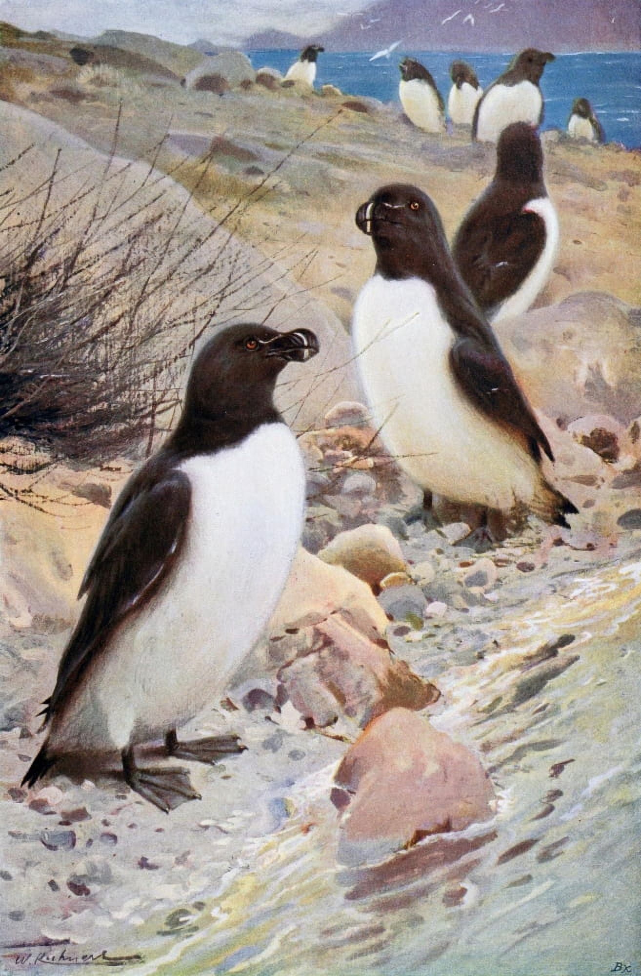 Wild Life of the World 1916 Razorbill Canvas Art - FW Kuhnert (18 x 24)