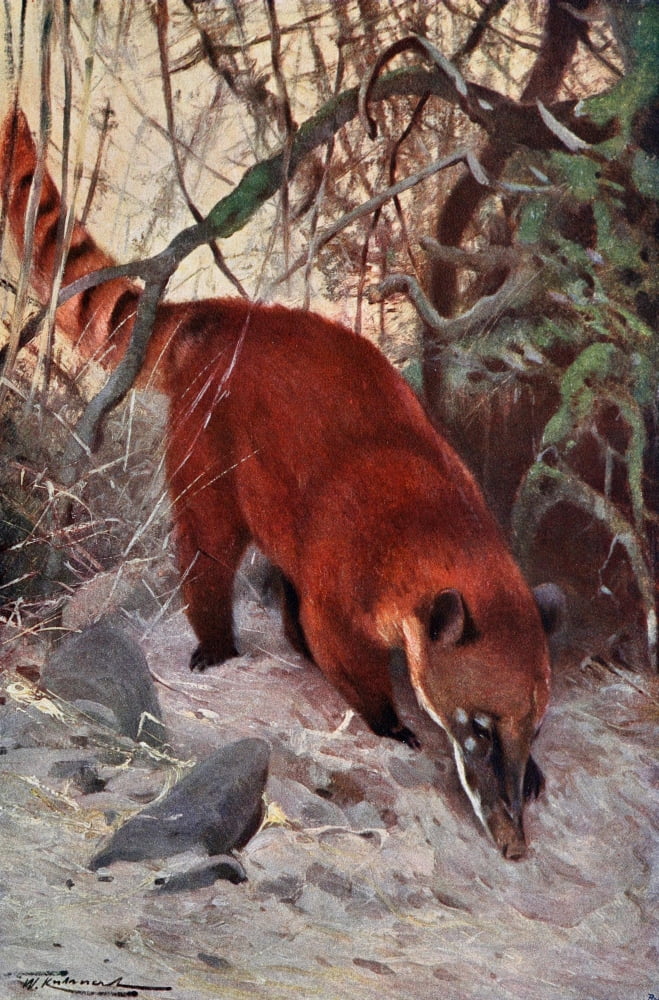 Wild Life of the World 1916 Red Coati Canvas Art - FW Kuhnert (18 x 24)