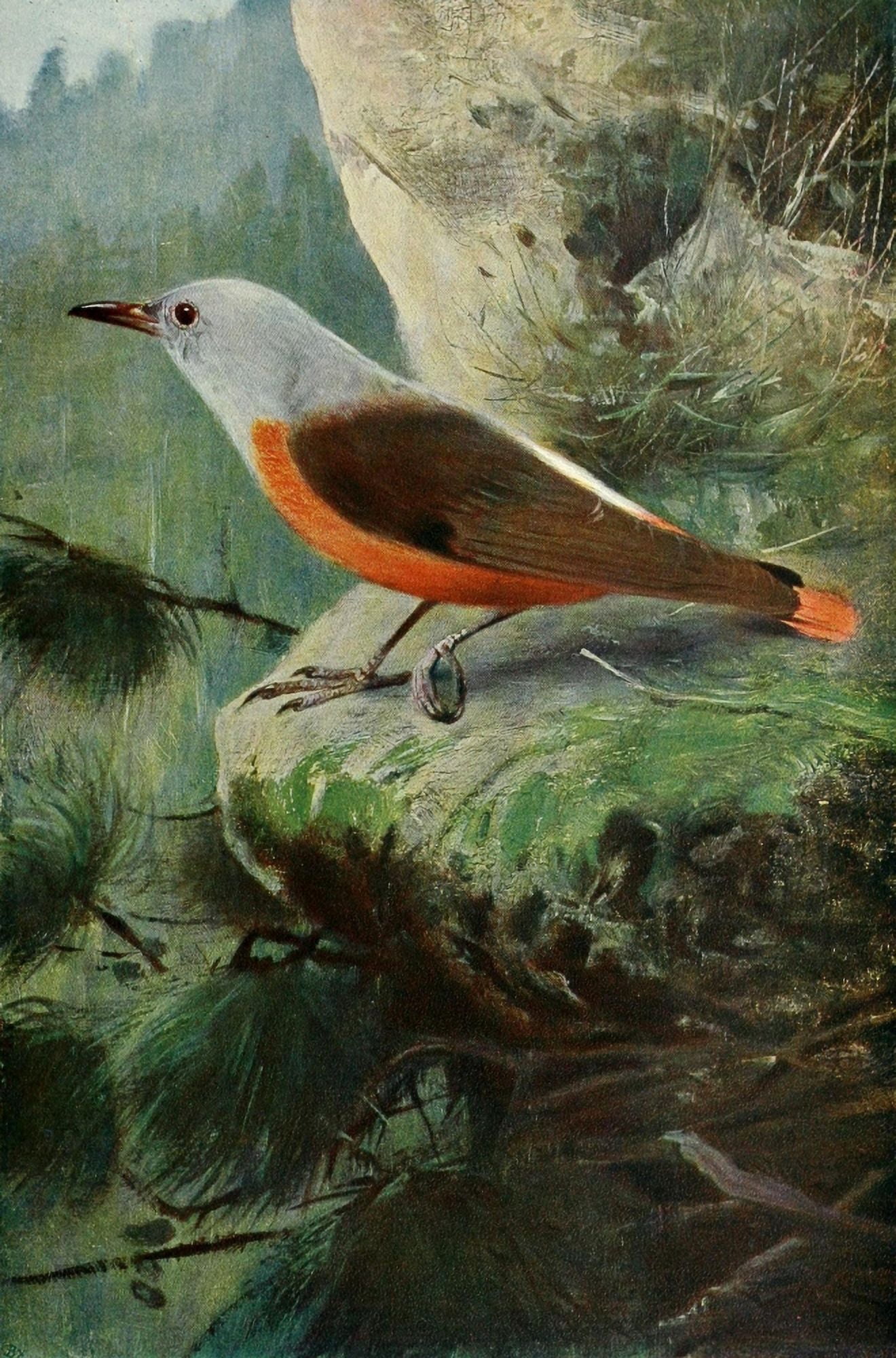 Wild Life of the World 1916 Rock Thrush Canvas Art - FW Kuhnert (18 x 24)