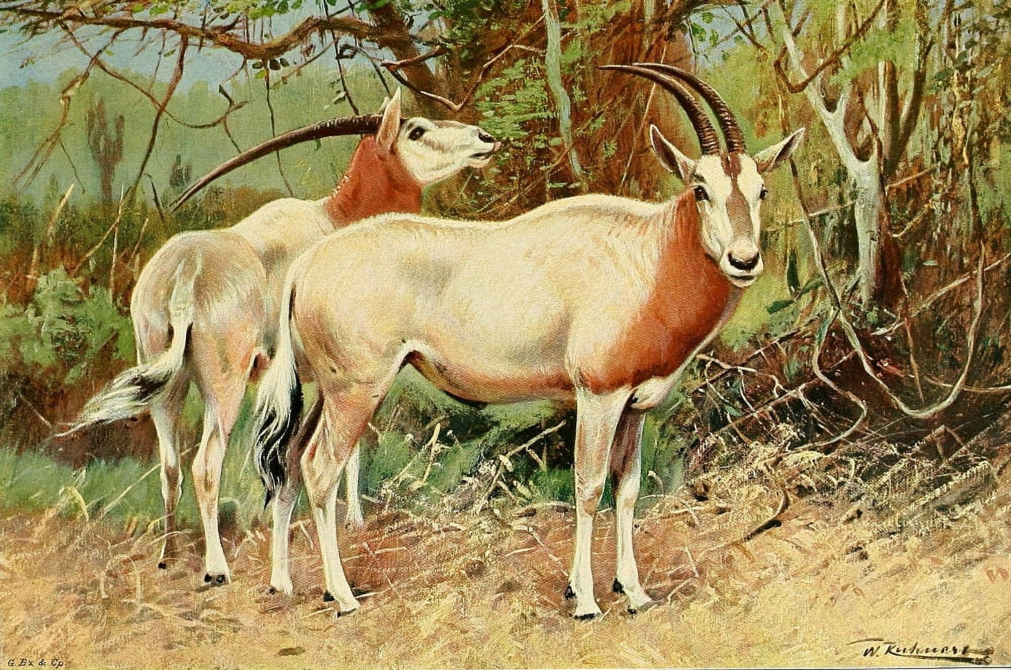 Wild Life of the World 1916 Sable Antelope Canvas Art - FW Kuhnert (18 x 24)