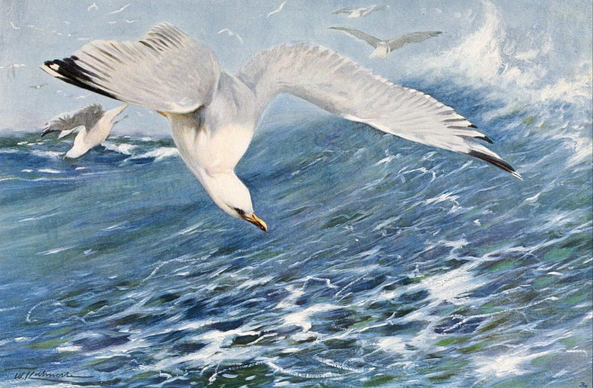Wild Life of the World 1916 Silver Gull Canvas Art - FW Kuhnert (18 x 24)