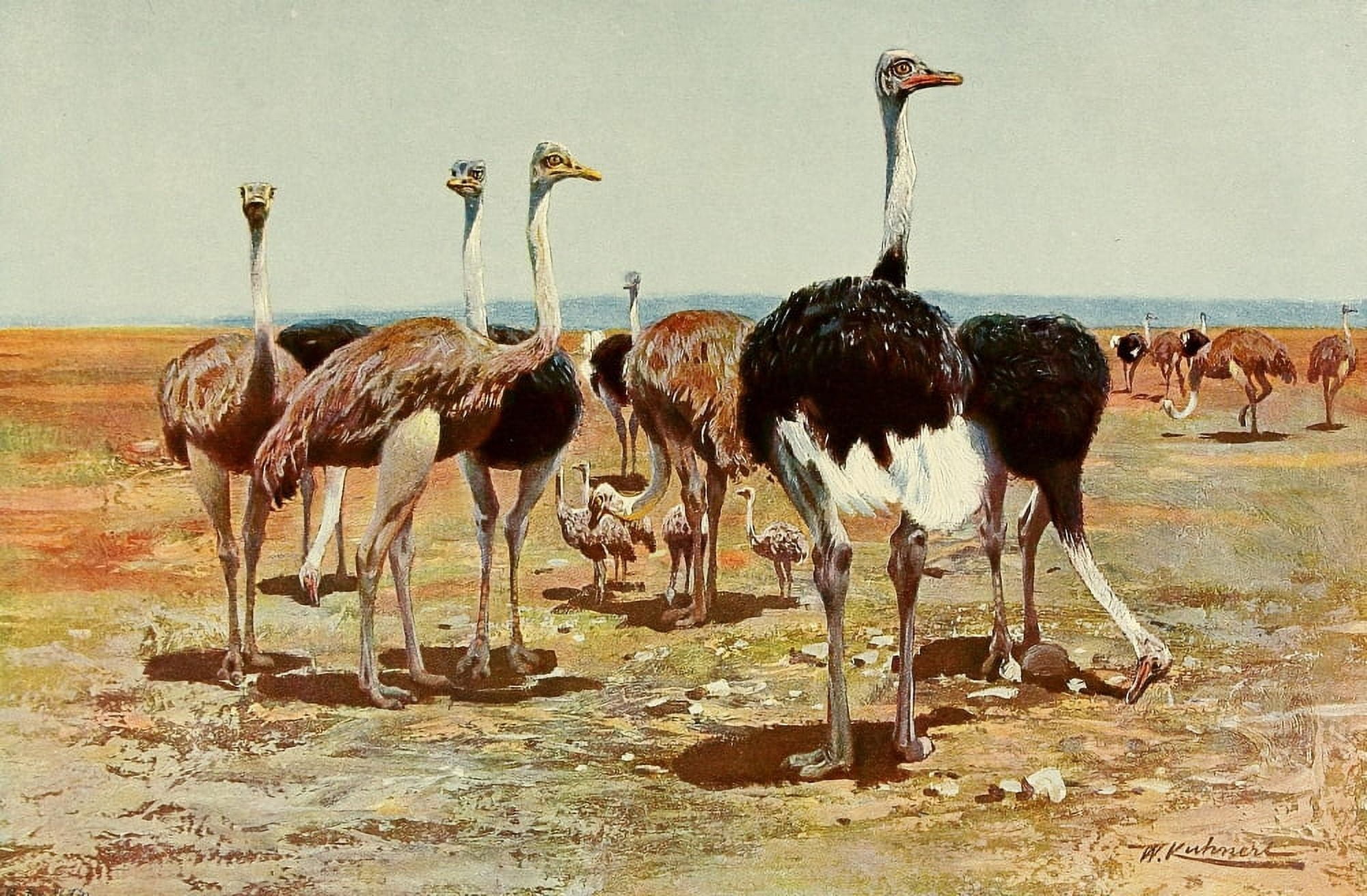 Wild Life of the World 1916 Somali Ostrich Canvas Art - FW Kuhnert (18 x 24)