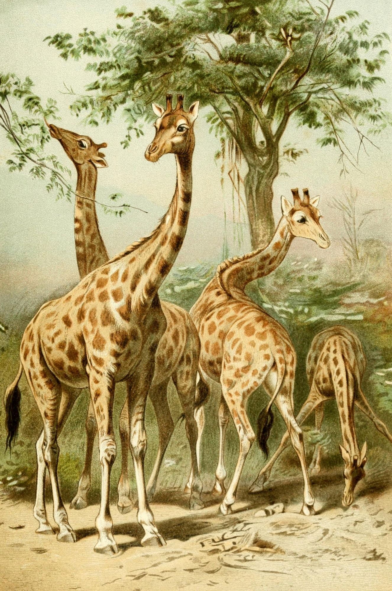 Wild Life of the World 1916 South African Giraffes Canvas Art - Unknown (18 x 24)