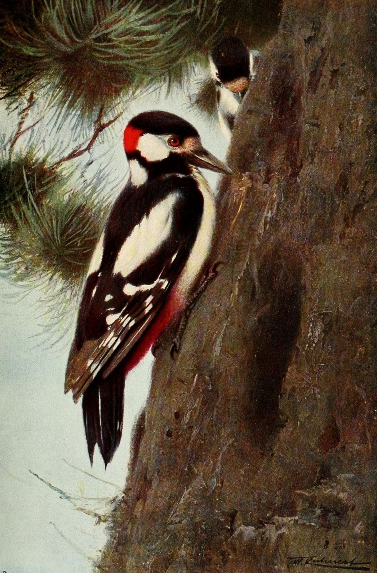 Wild Life of the World 1916 Spotted Woodpecker Canvas Art - FW Kuhnert (18 x 24)