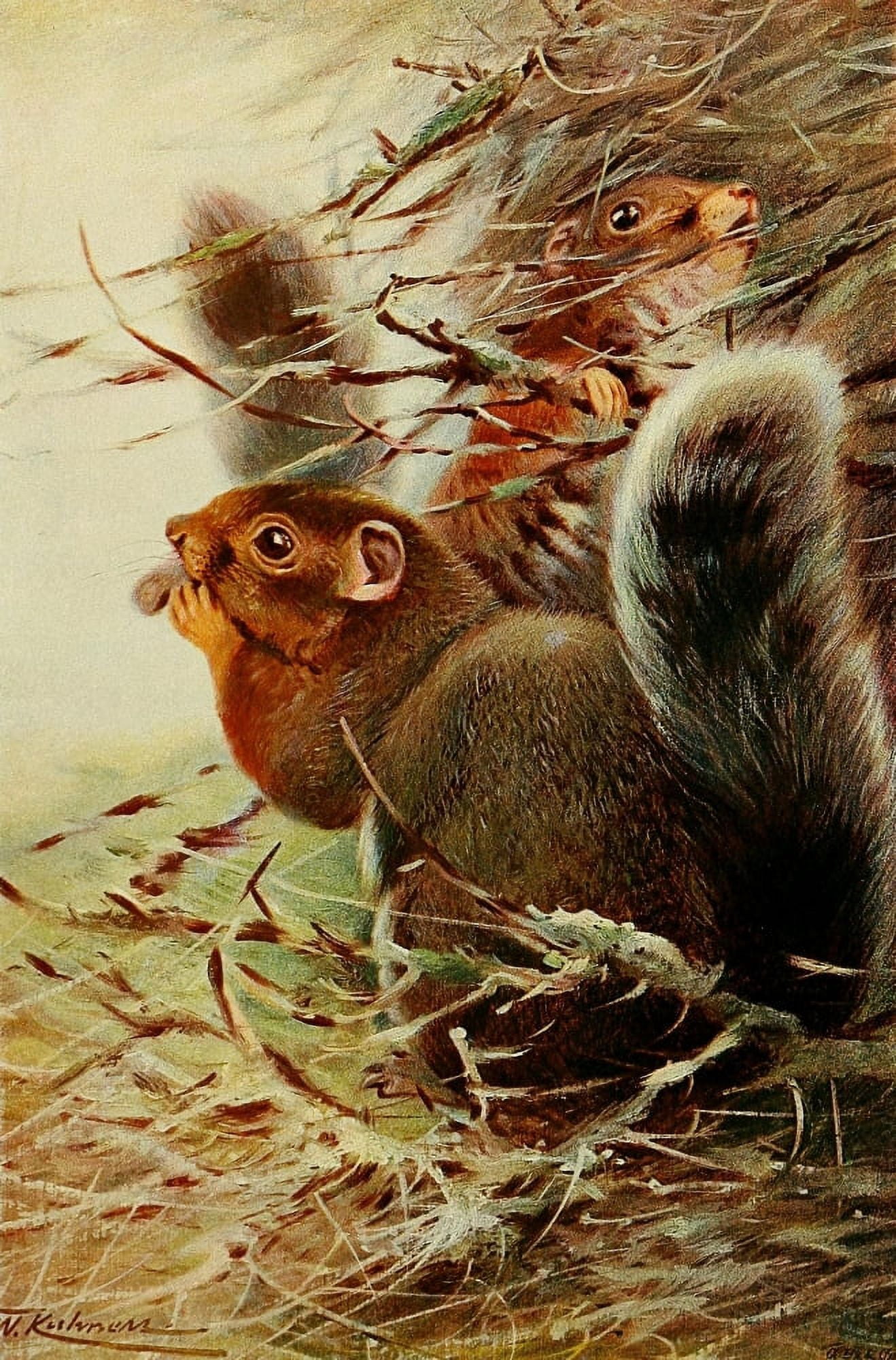 Wild Life of the World 1916 St Paul Squirrel Canvas Art - FW Kuhnert (18 x 24)