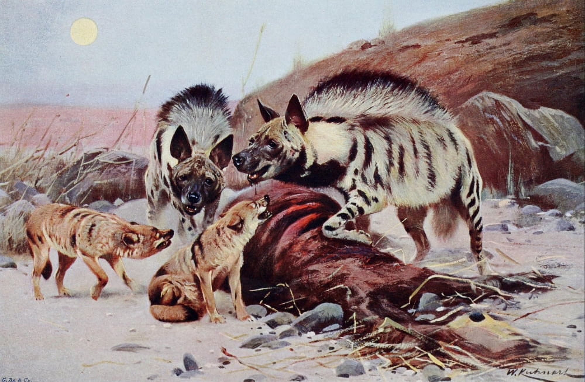 Wild Life of the World 1916 Striped Hyena & Jackal Canvas Art - FW Kuhnert (18 x 24)