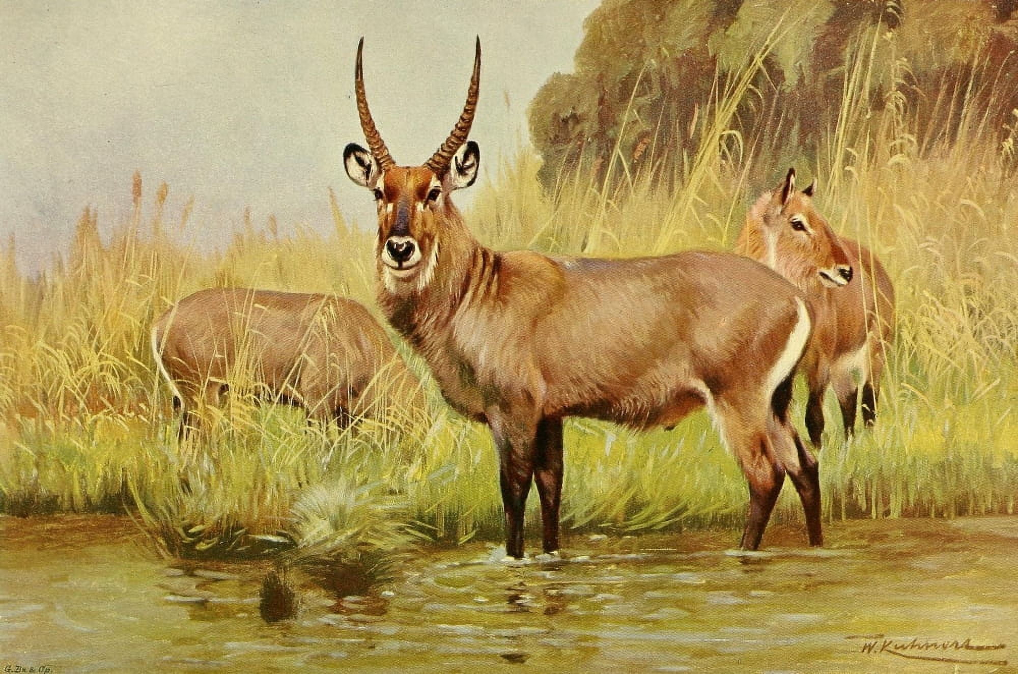 Wild Life of the World 1916 Waterbuck Canvas Art - FW Kuhnert (18 x 24)